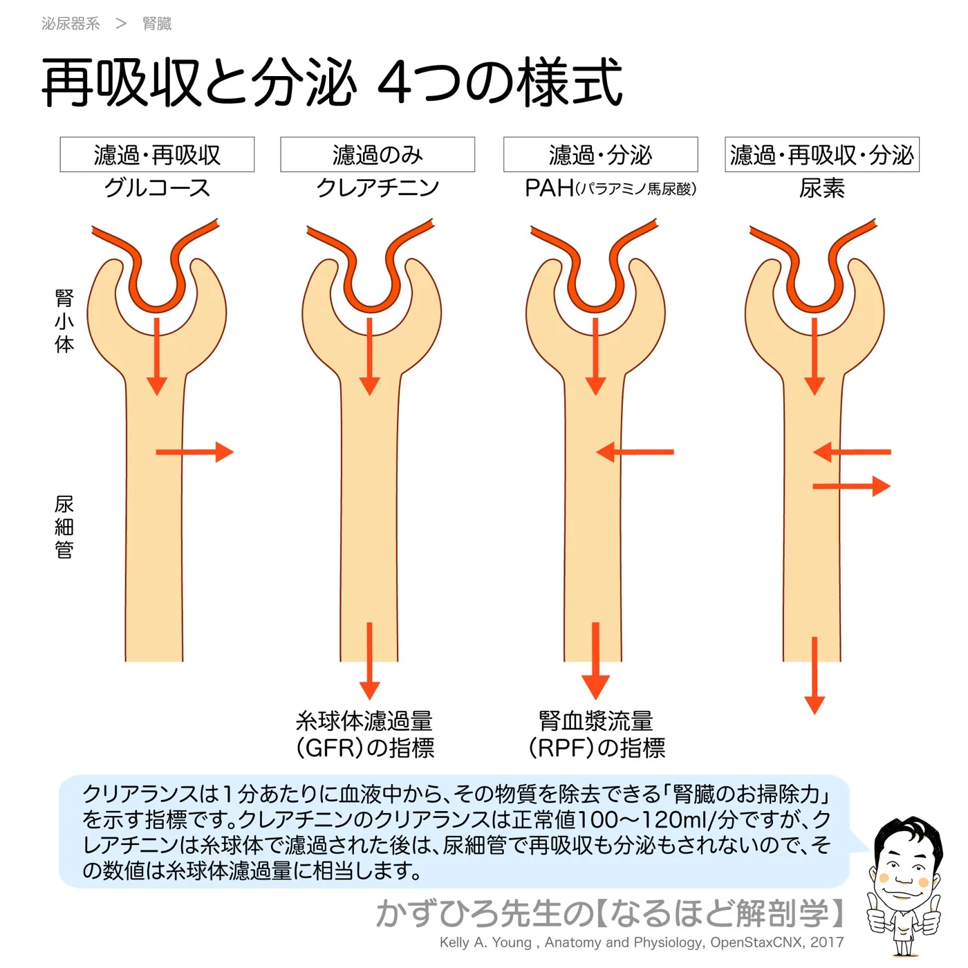 再吸収と分泌-４つの様式