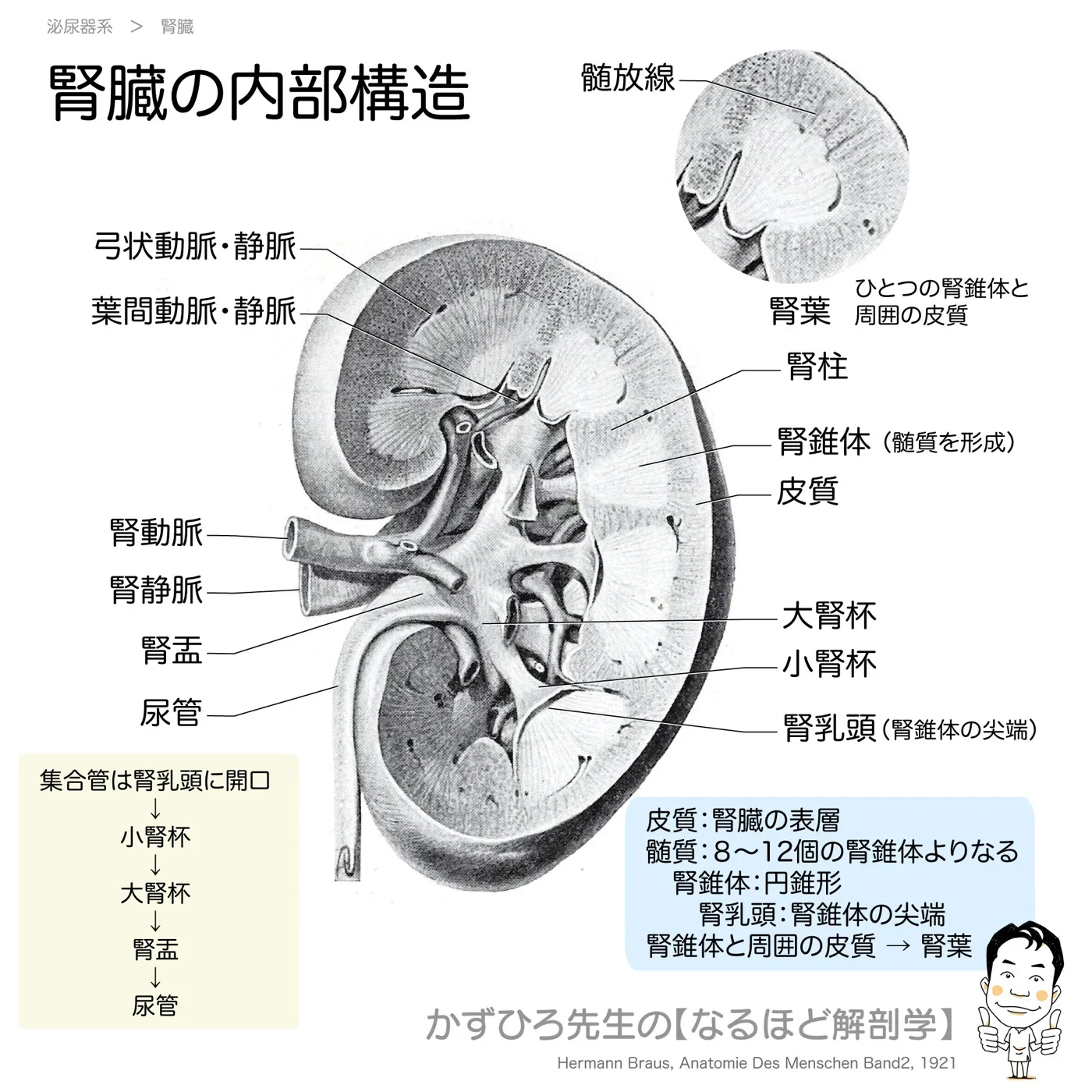 腎臓の内部構造