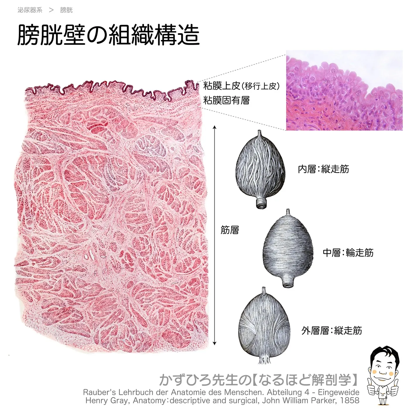 膀胱壁の組織構造