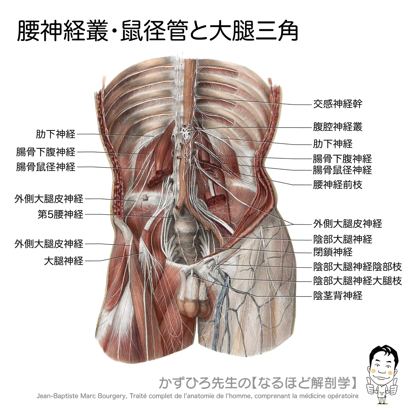 腰仙骨神経叢