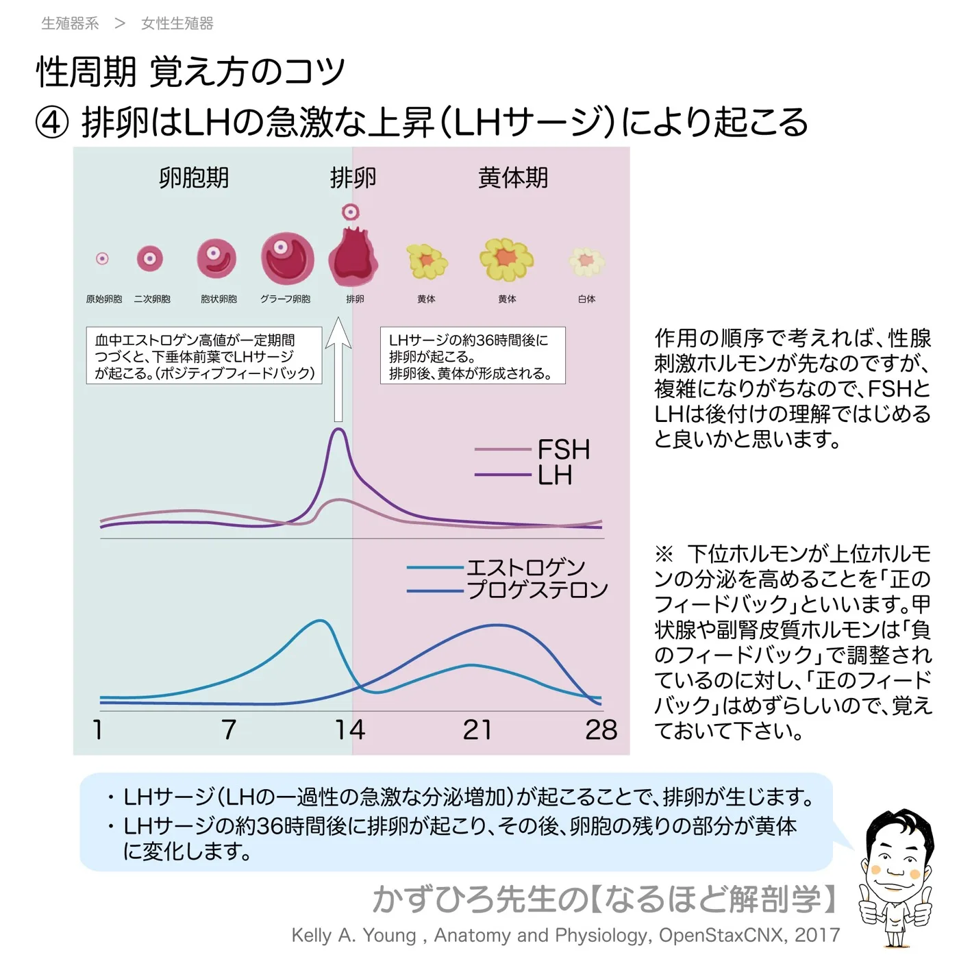 性周期覚え方のコツ-④-排卵はLHの急激な上昇（LHサージ）により起こる