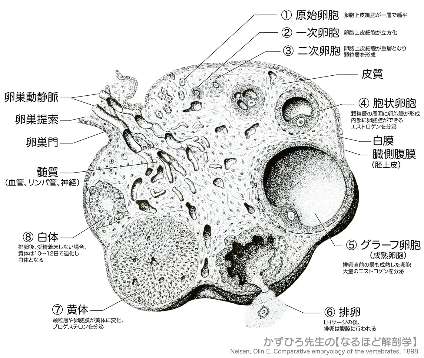 卵巣