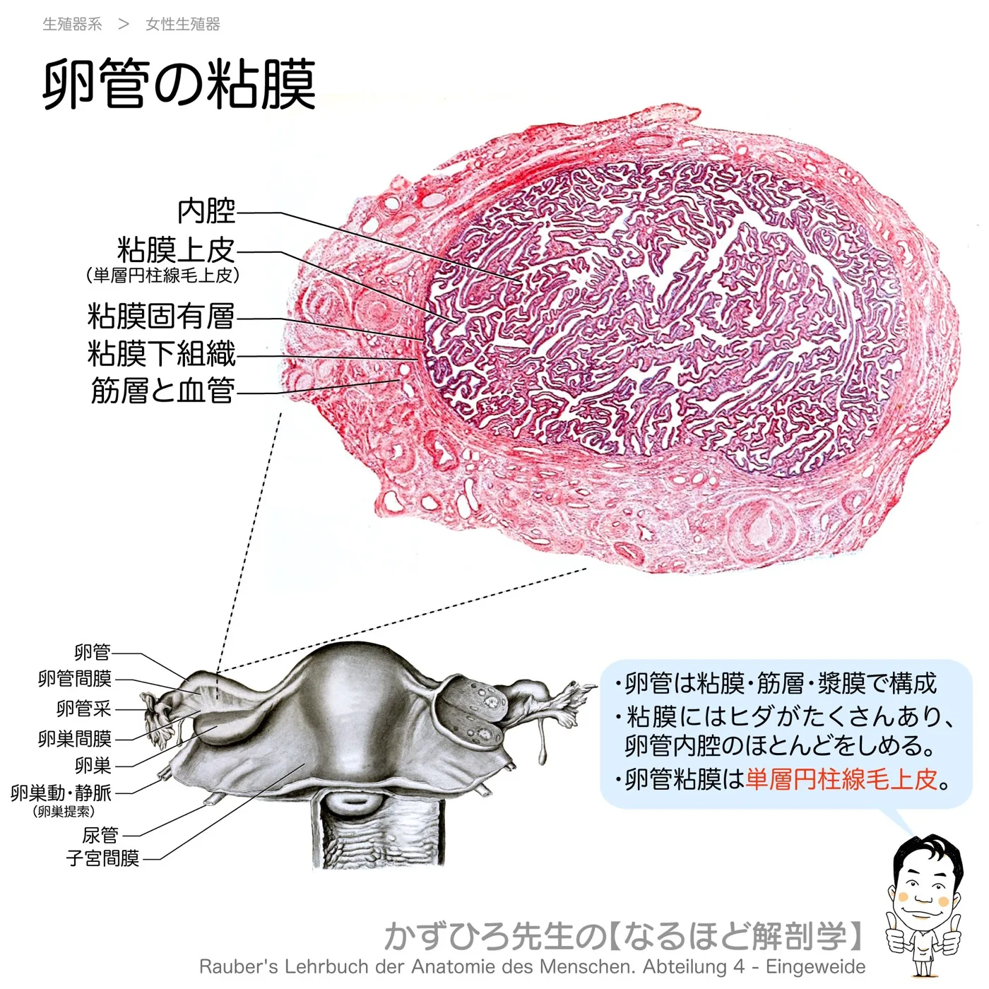 卵管の粘膜
