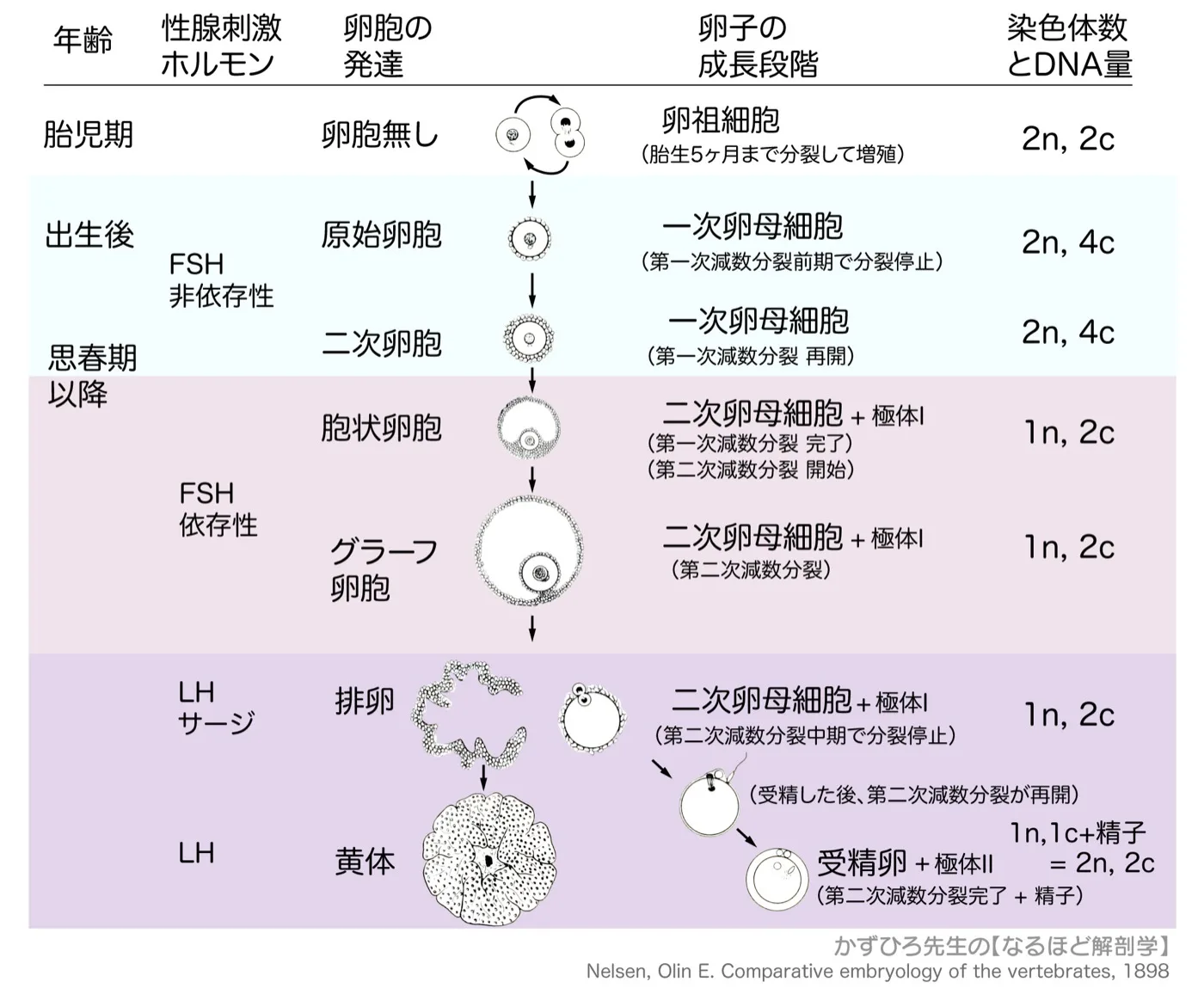 卵胞の発育過程とゴナドトロピン