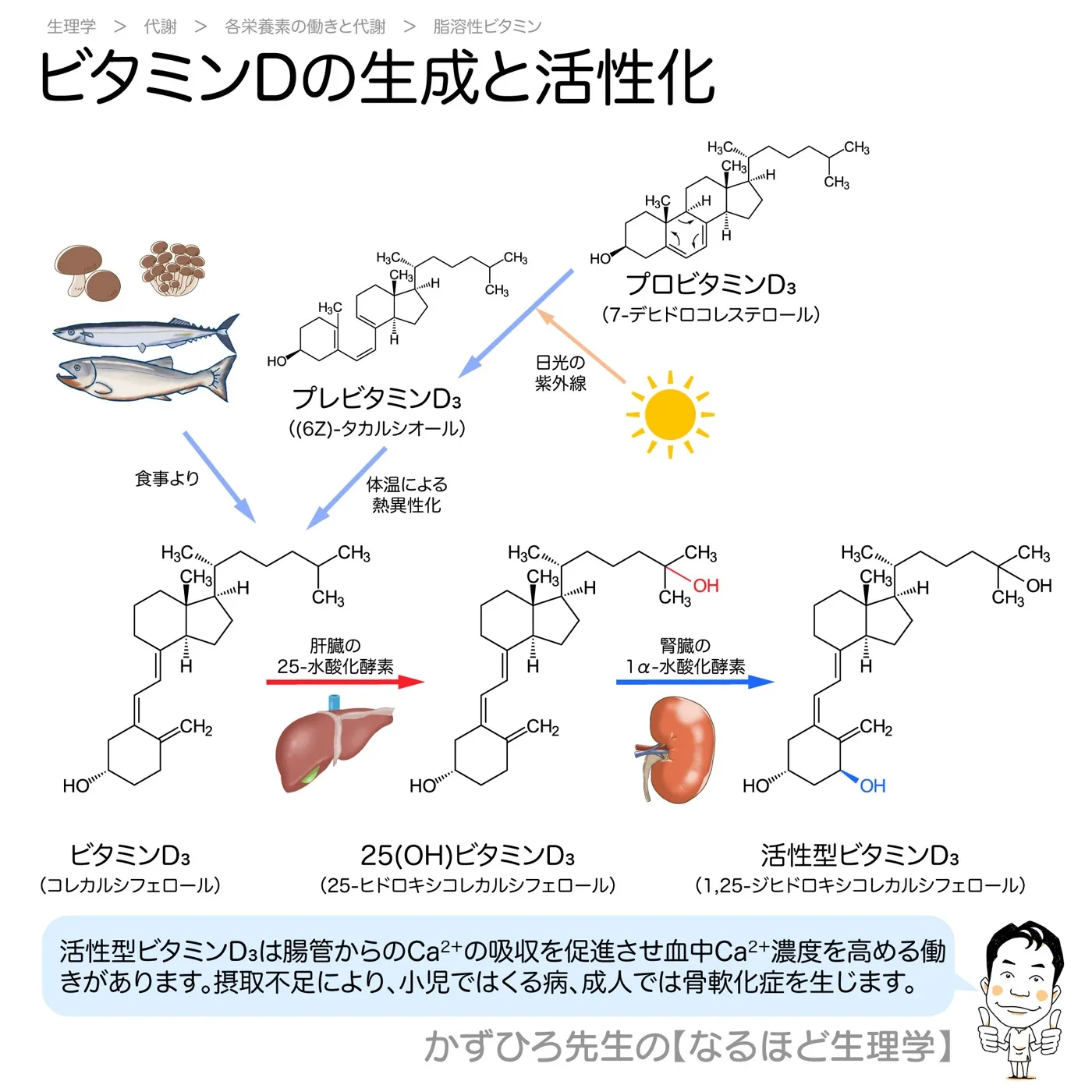 内分泌系-ビタミンD