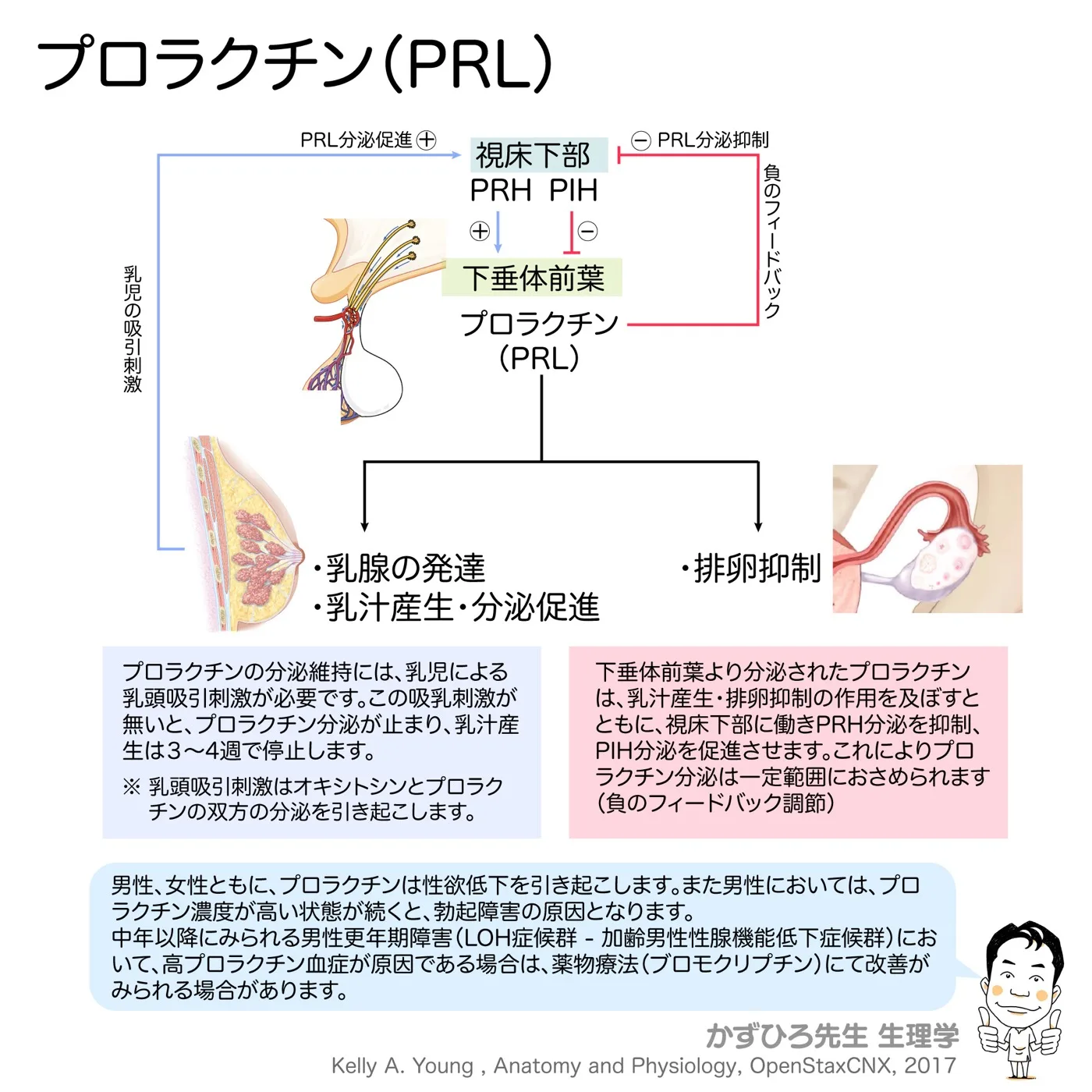内分泌系-プロラクチン-PRL