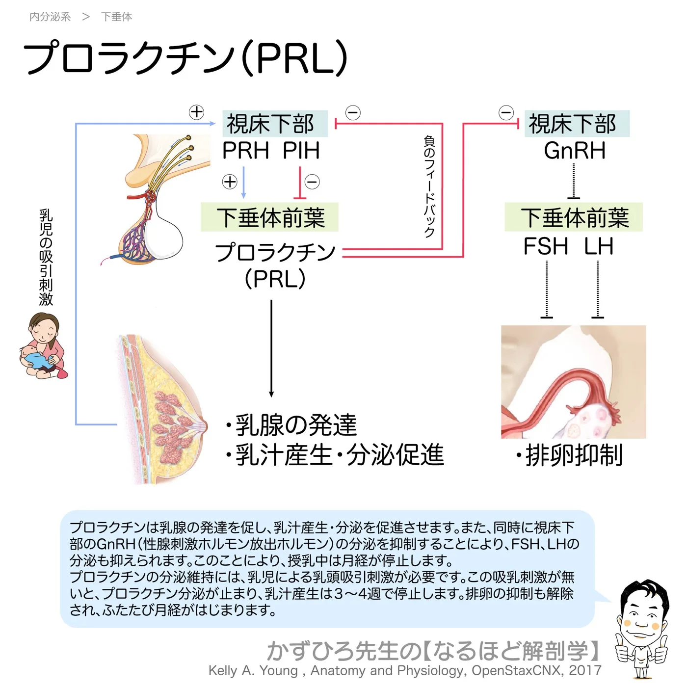 内分泌系-プロラクチン-PRL（GnRH抑制）