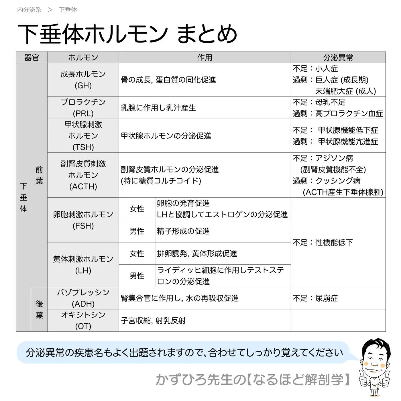 内分泌系-下垂体ホルモン