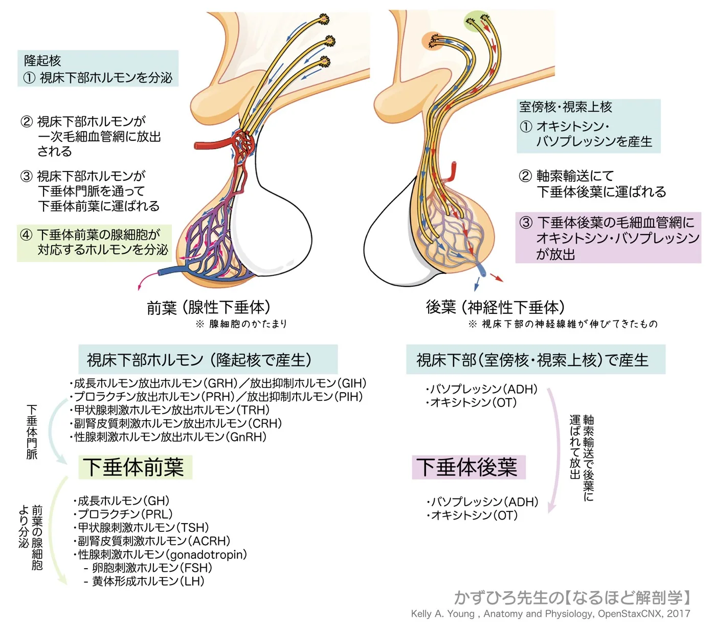 内分泌系-下垂体前葉と後葉