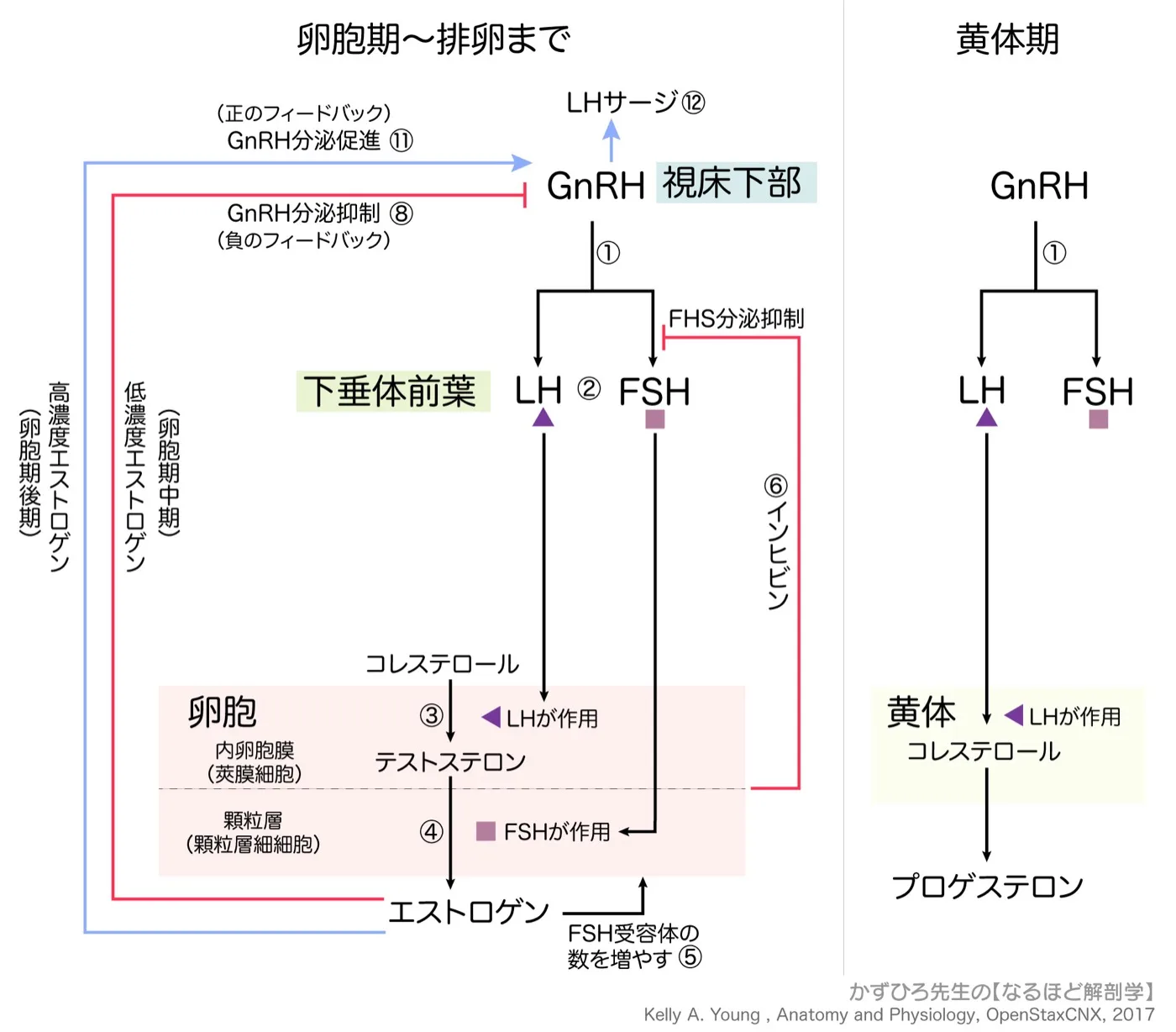 内分泌系-卵巣機能のホルモン調節