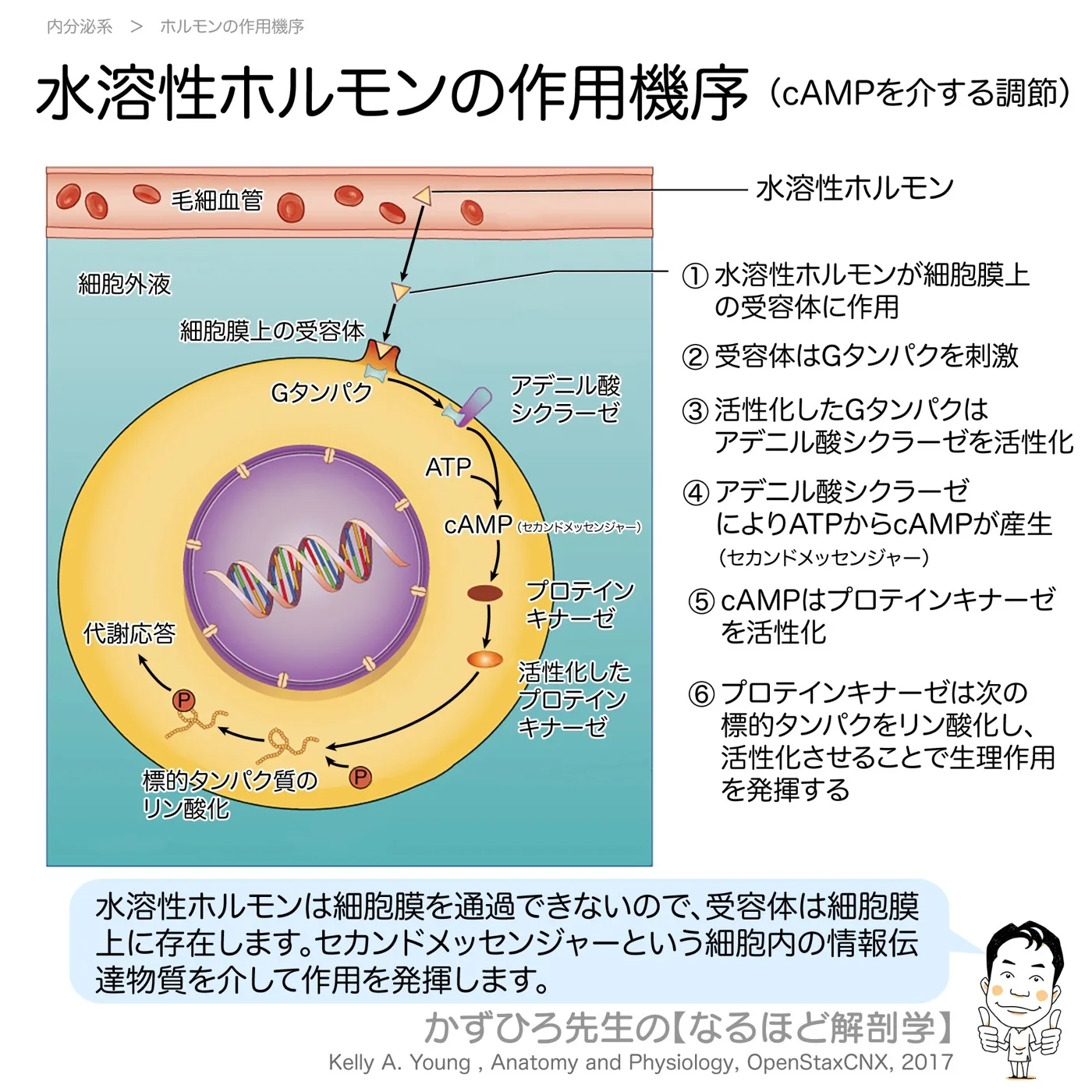 水溶性ホルモンの作用機序