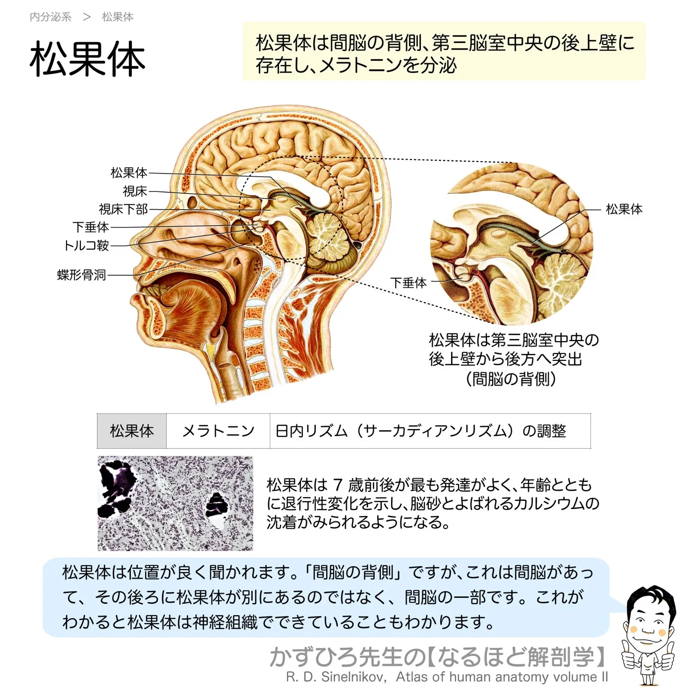 内分泌系-松果体