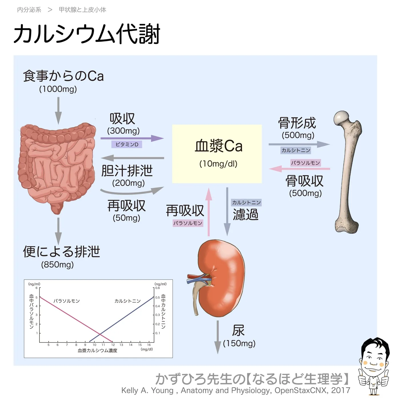 カルシウム代謝