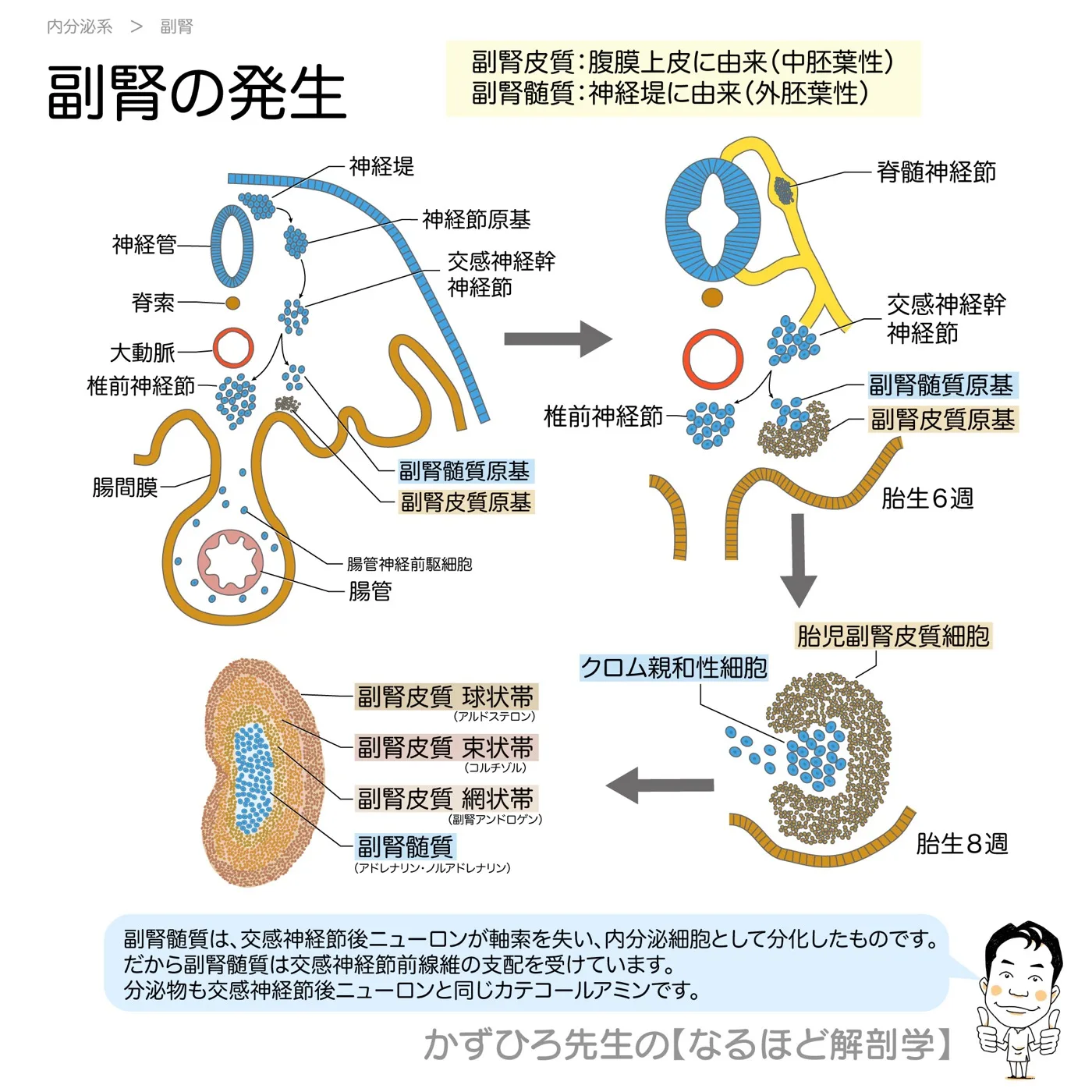 内分泌系-副腎の発生