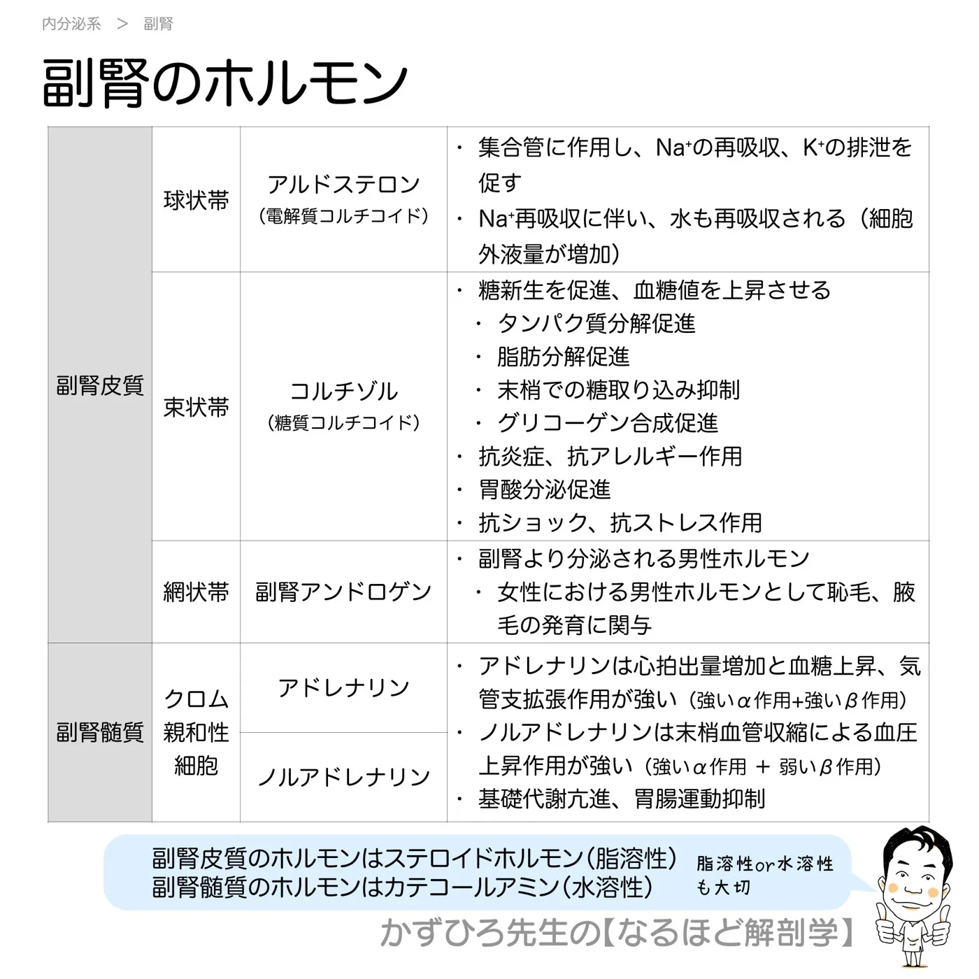 内分泌系-副腎皮質ホルモンと副腎髄質ホルモン