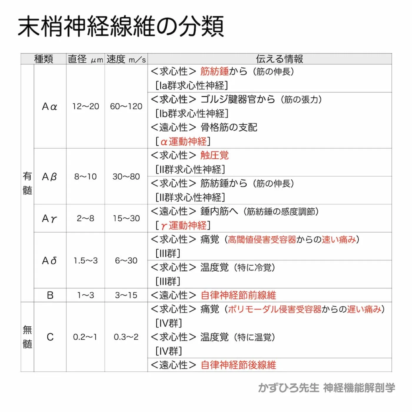 末梢神経線維の分類