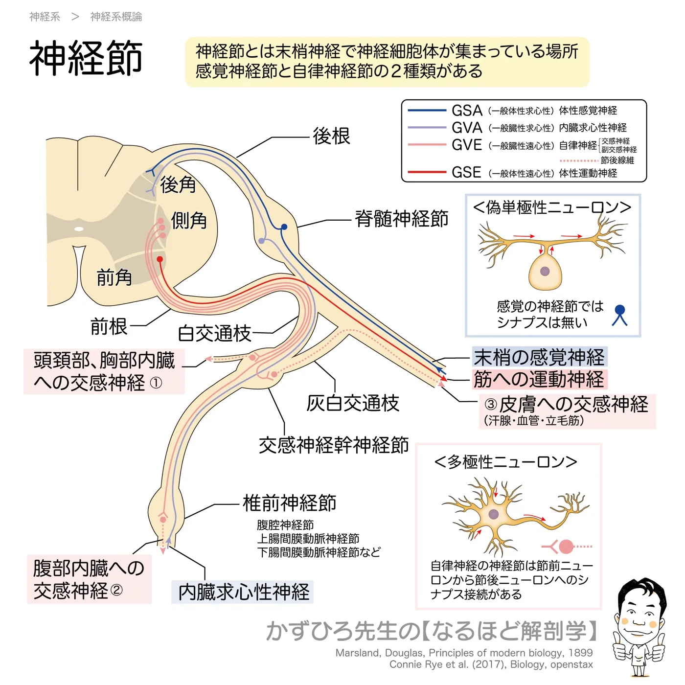 神経節