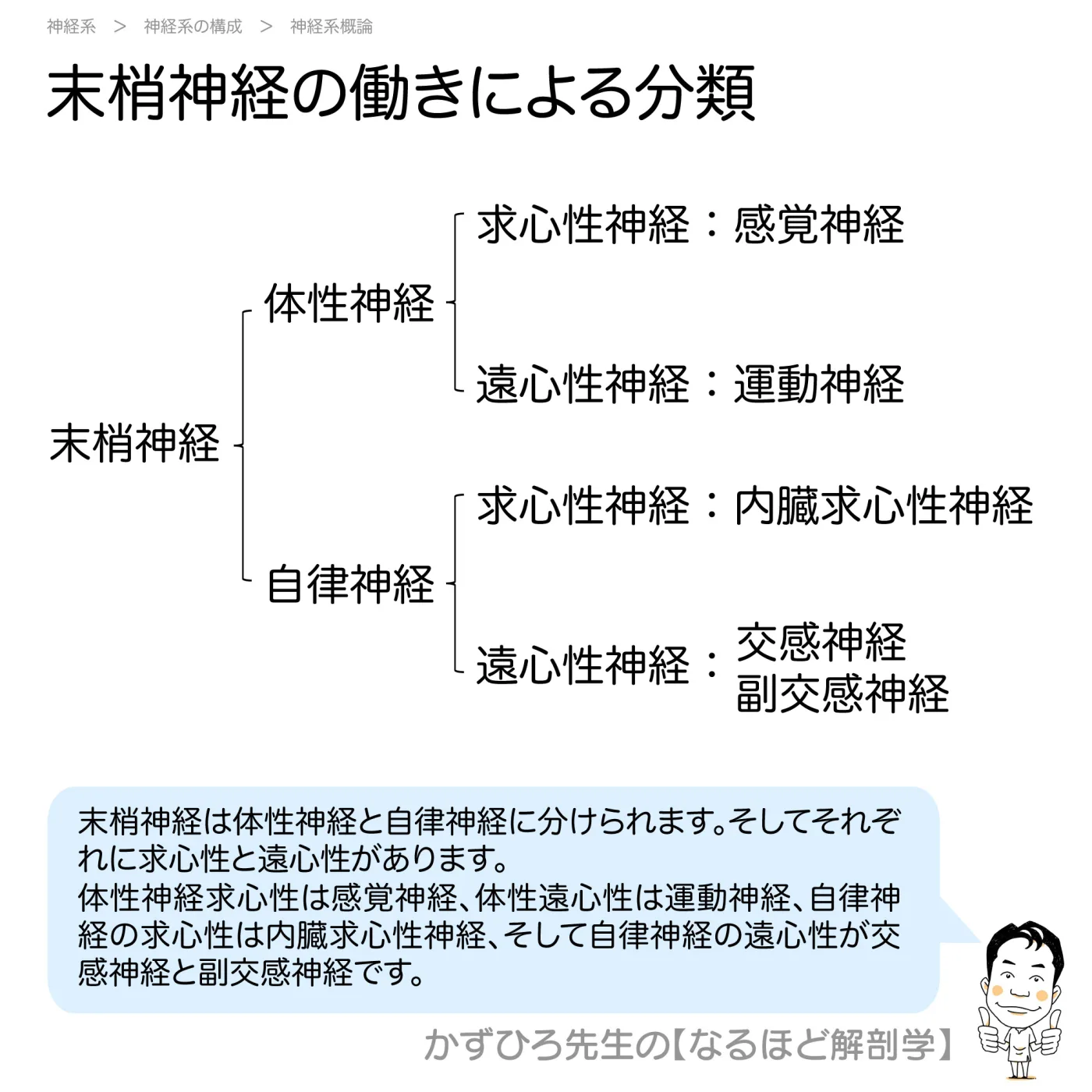 末梢神経の働きによる分類