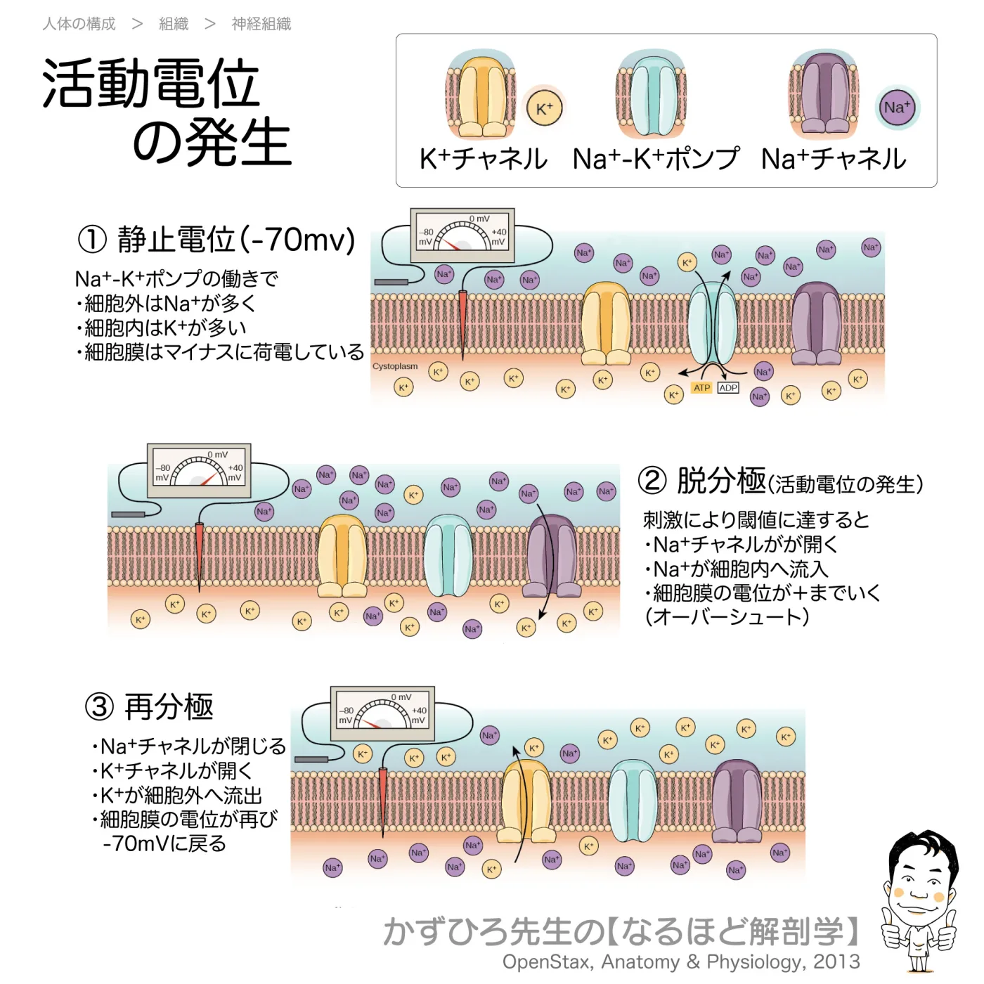 活動電位の発生