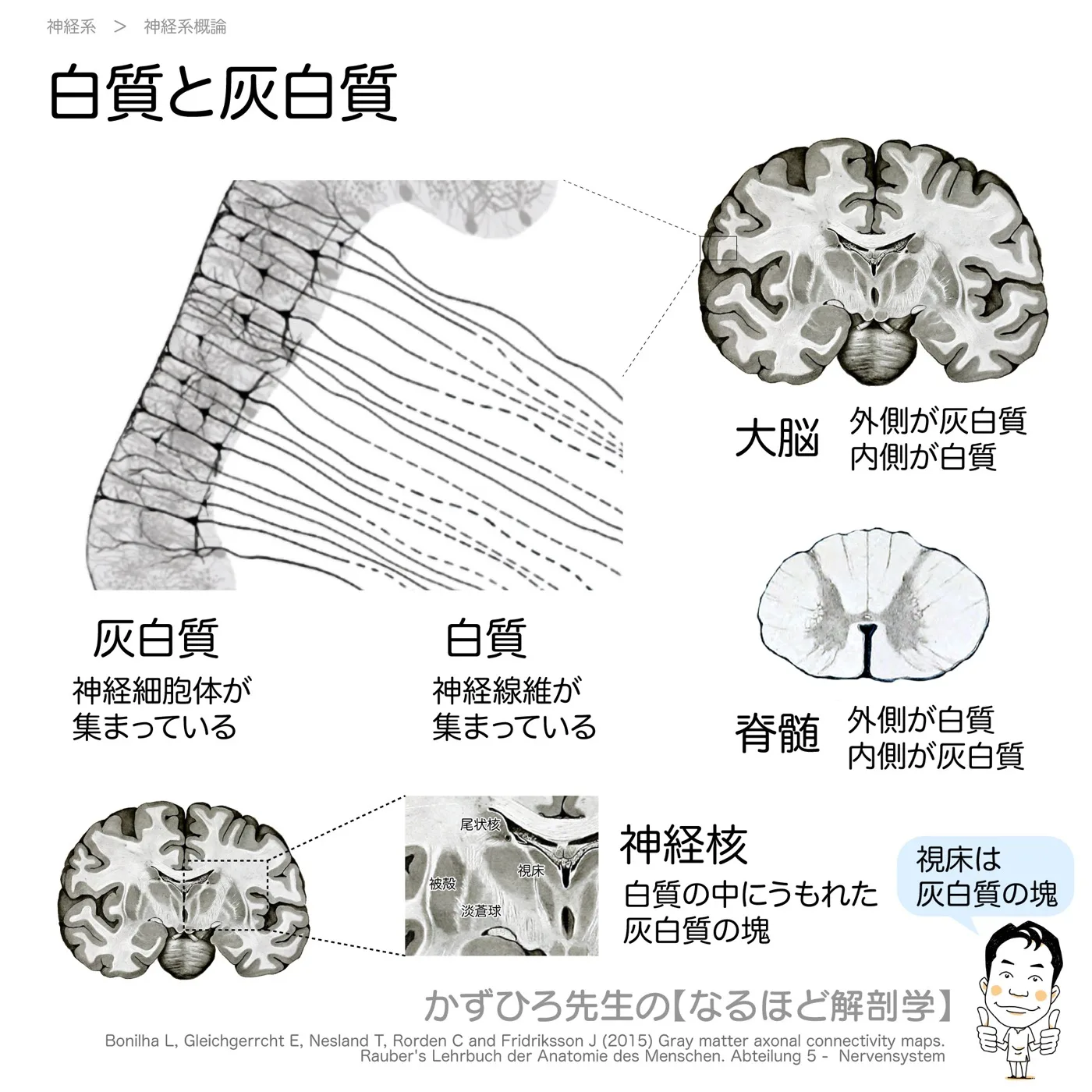 神経系-白質と灰白質