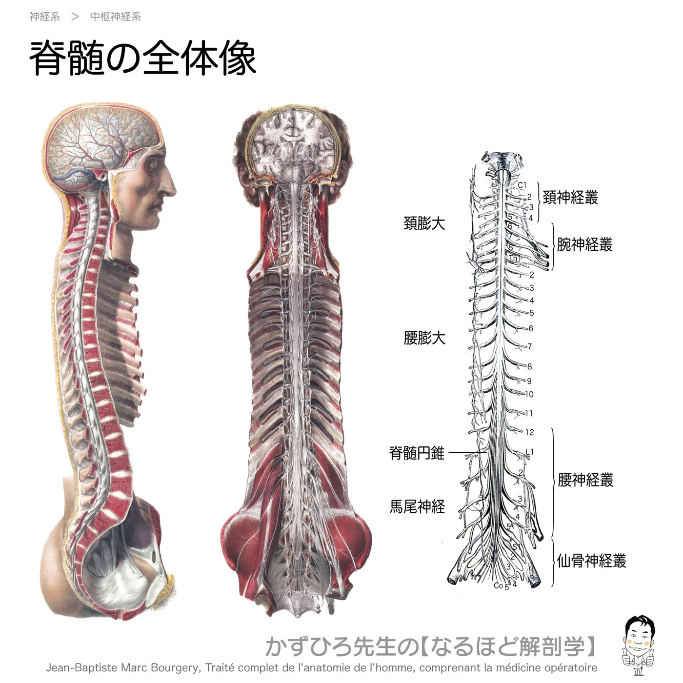 神経系-脊髄の全体像