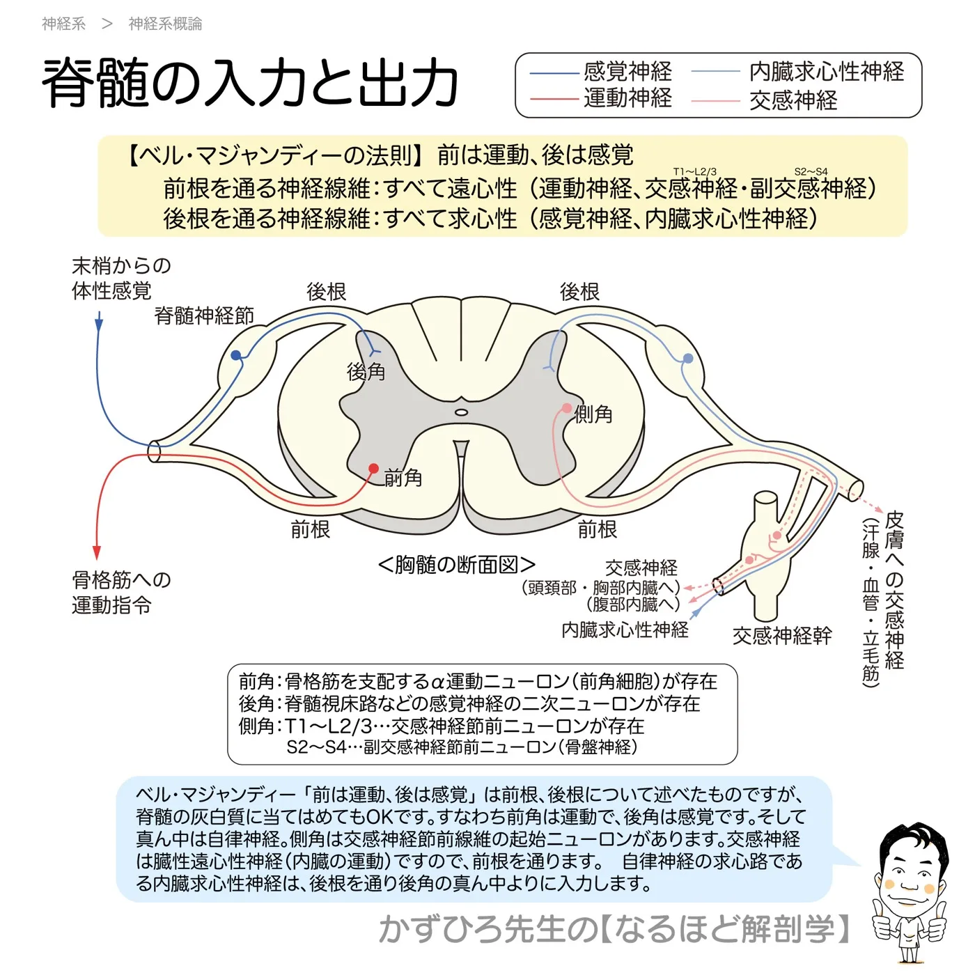 脊髄の入力と出力