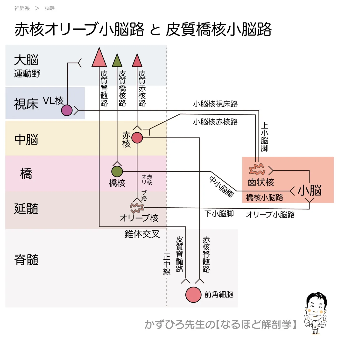 赤核・オリーブ・小脳路と皮質・橋核・小脳路-チャート