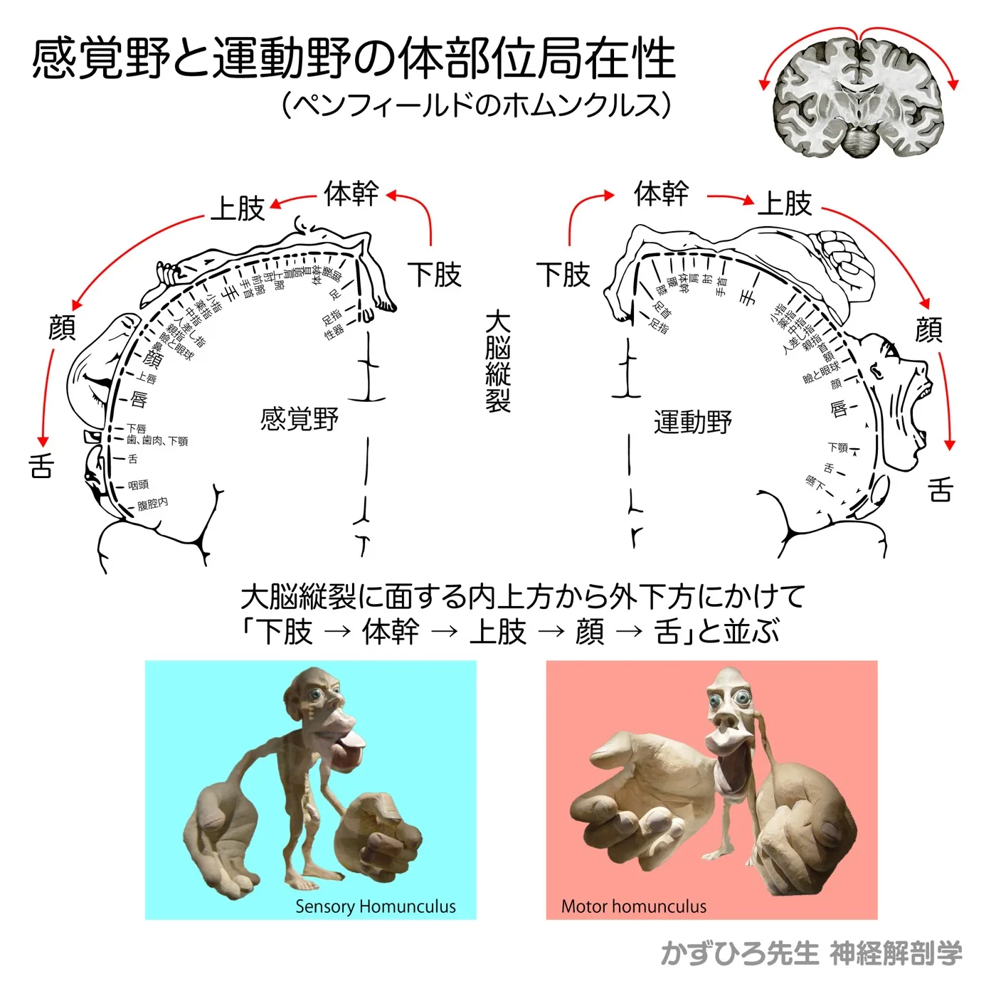 神経系-ホムンクルス