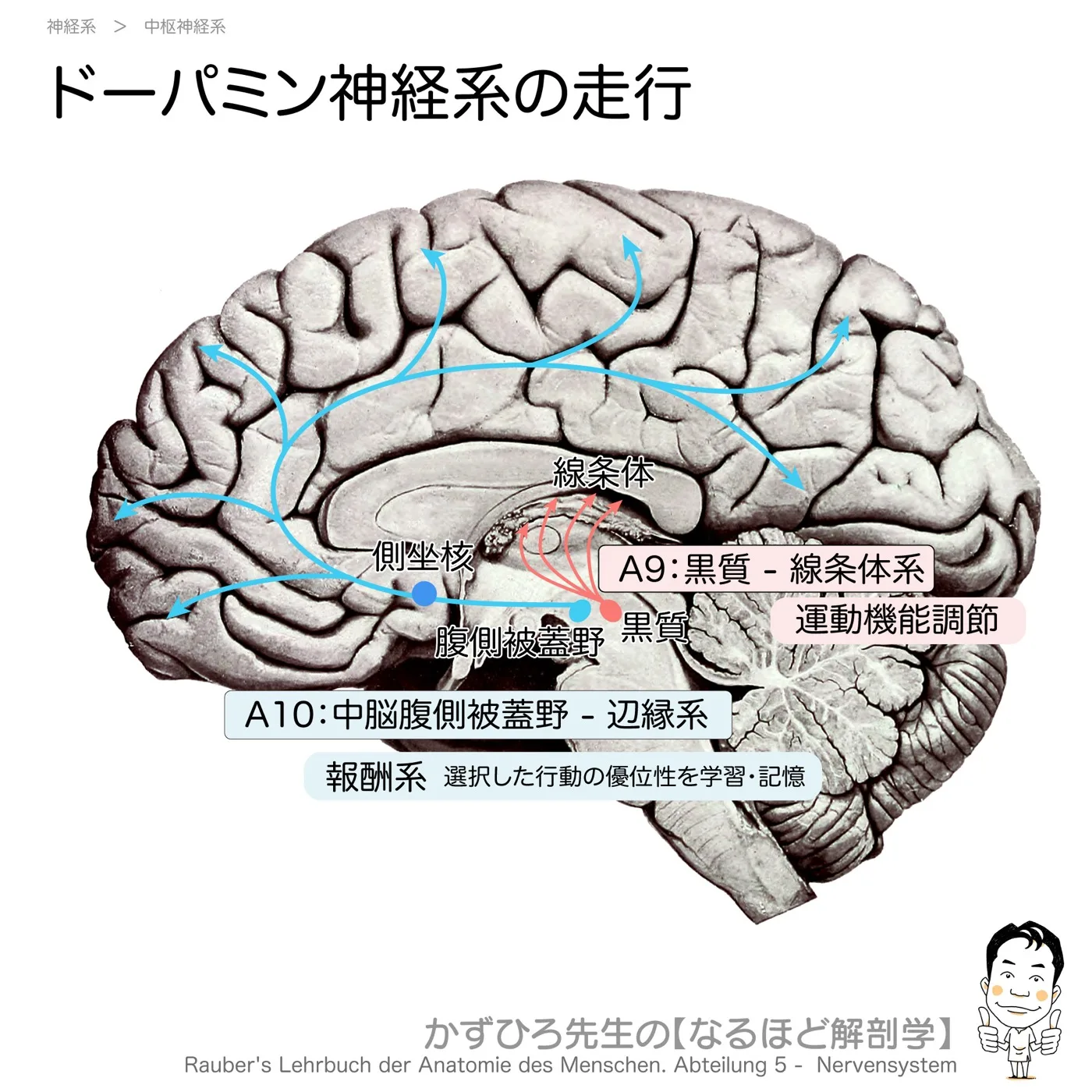 ドーパミン神経系の走行