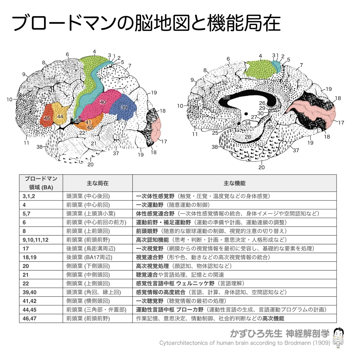 大脳-ブロードマンの脳地図と機能局在