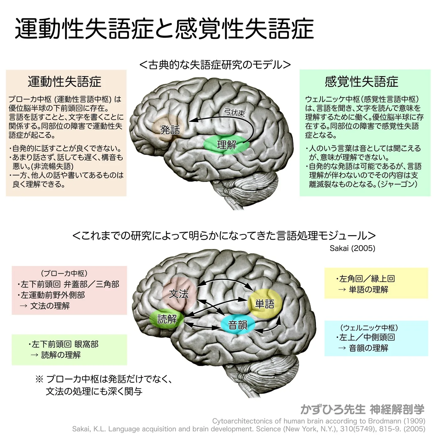 大脳-運動性失語症と感覚性失語症