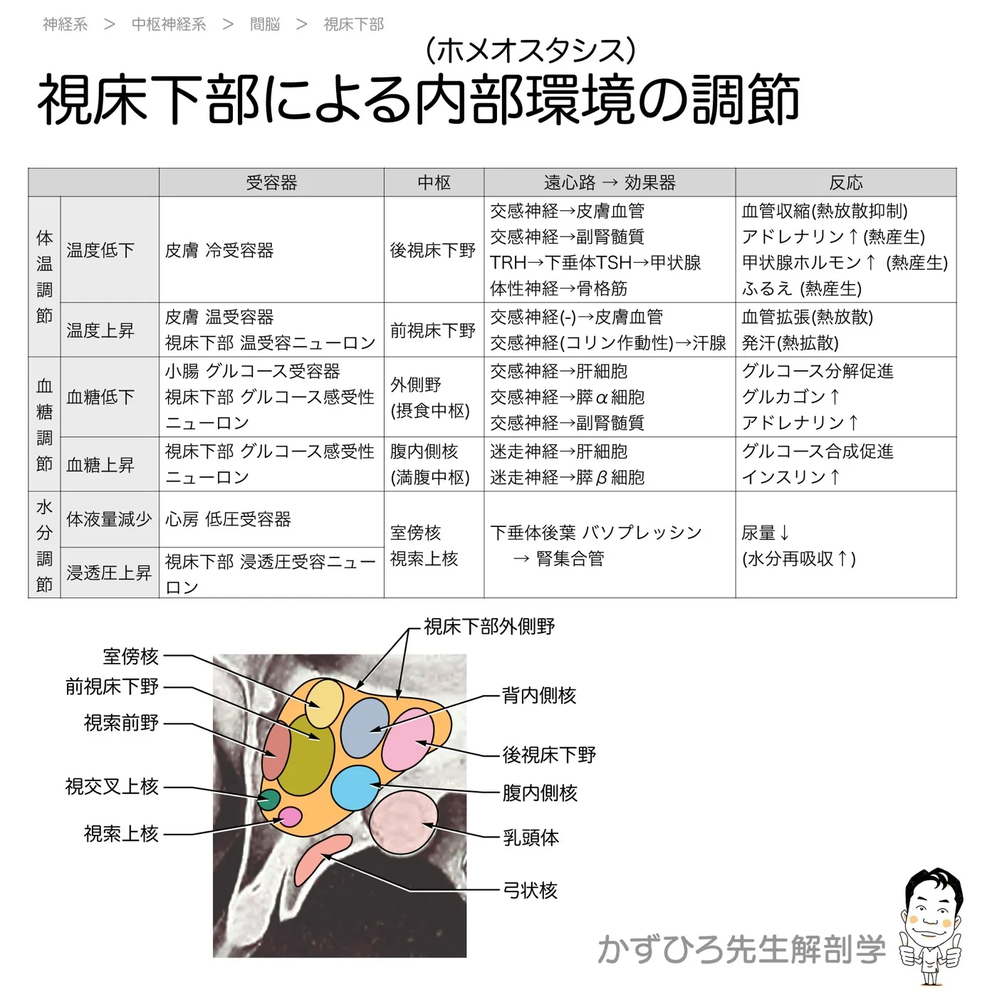 視床下部によるホメオスタシス-まとめ