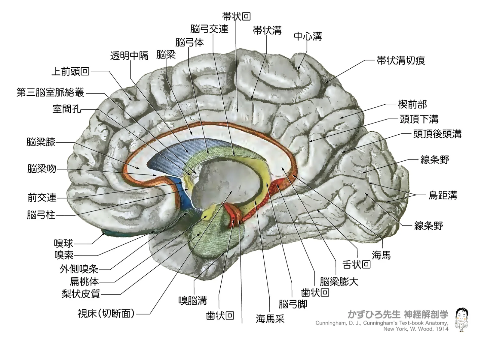 大脳辺縁系
