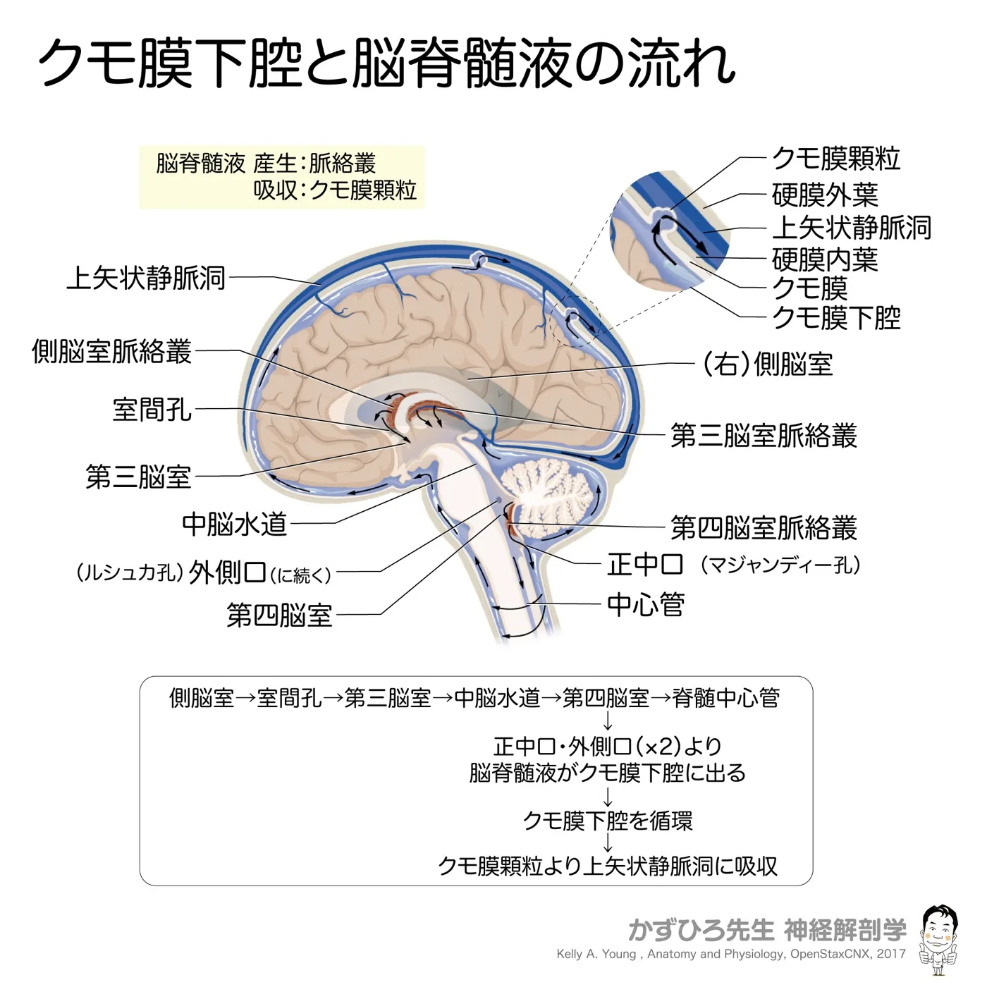神経系-クモ膜下腔と脳脊髄液の流れ