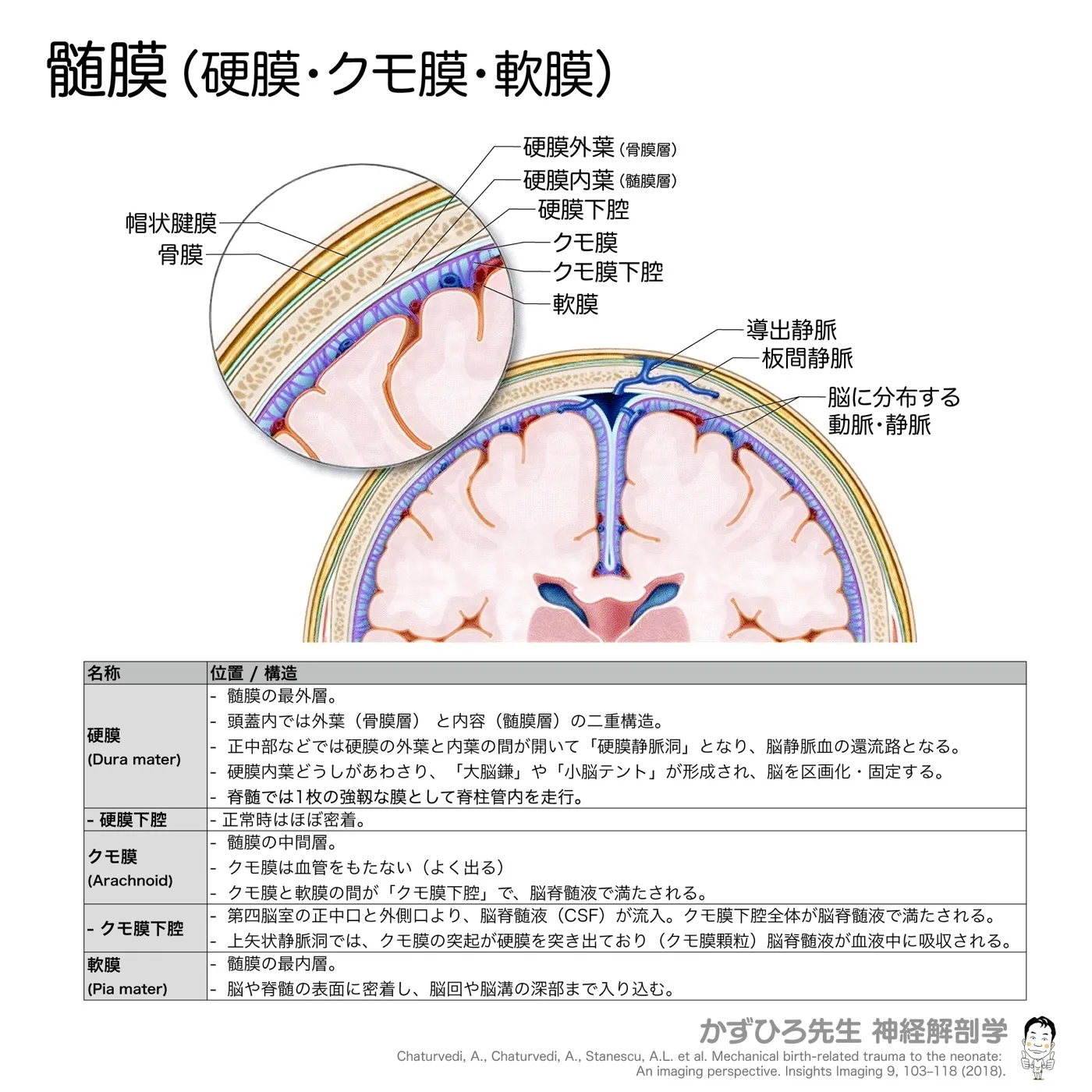 髄膜（硬膜・クモ膜・軟膜）
