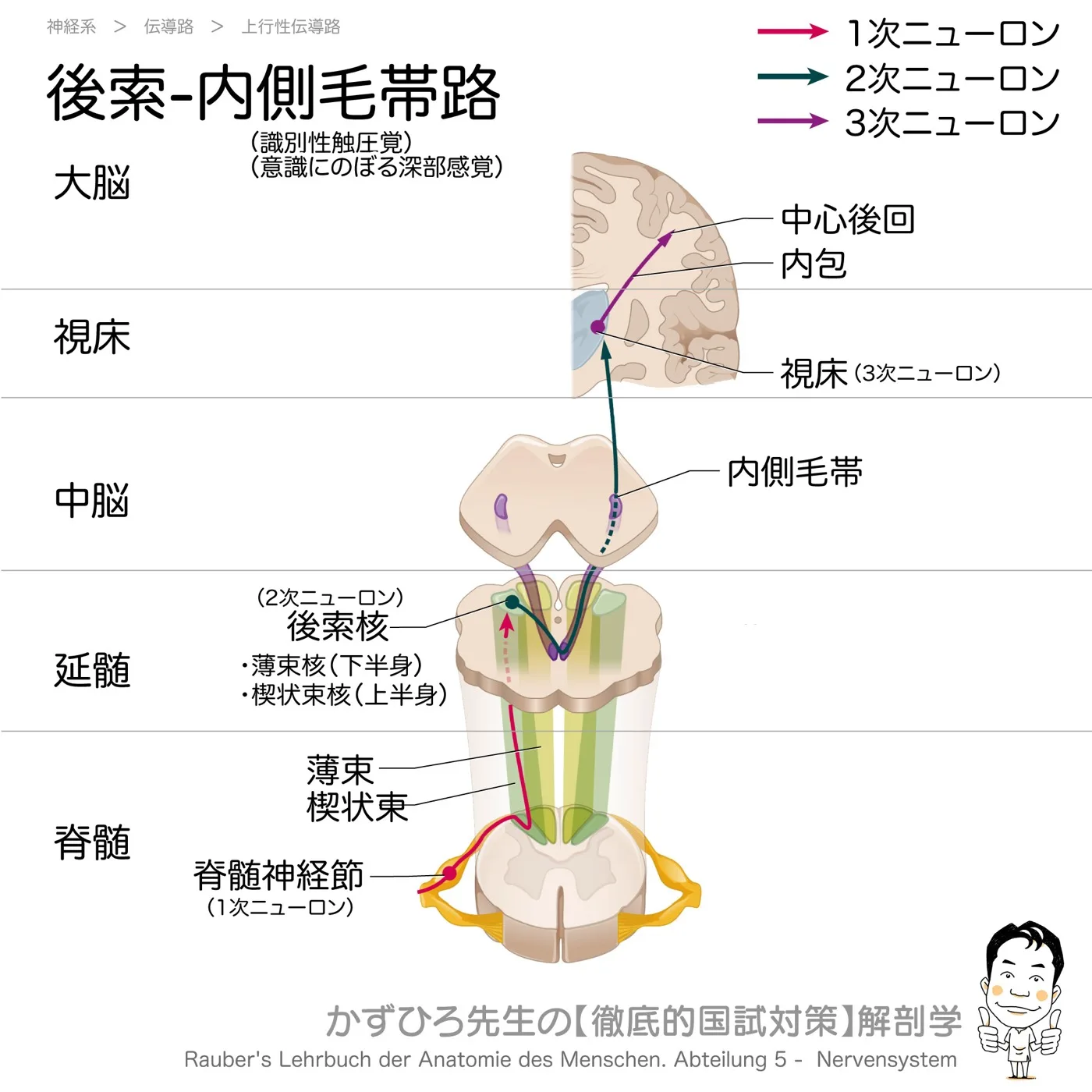 神経系-後索内側毛帯路