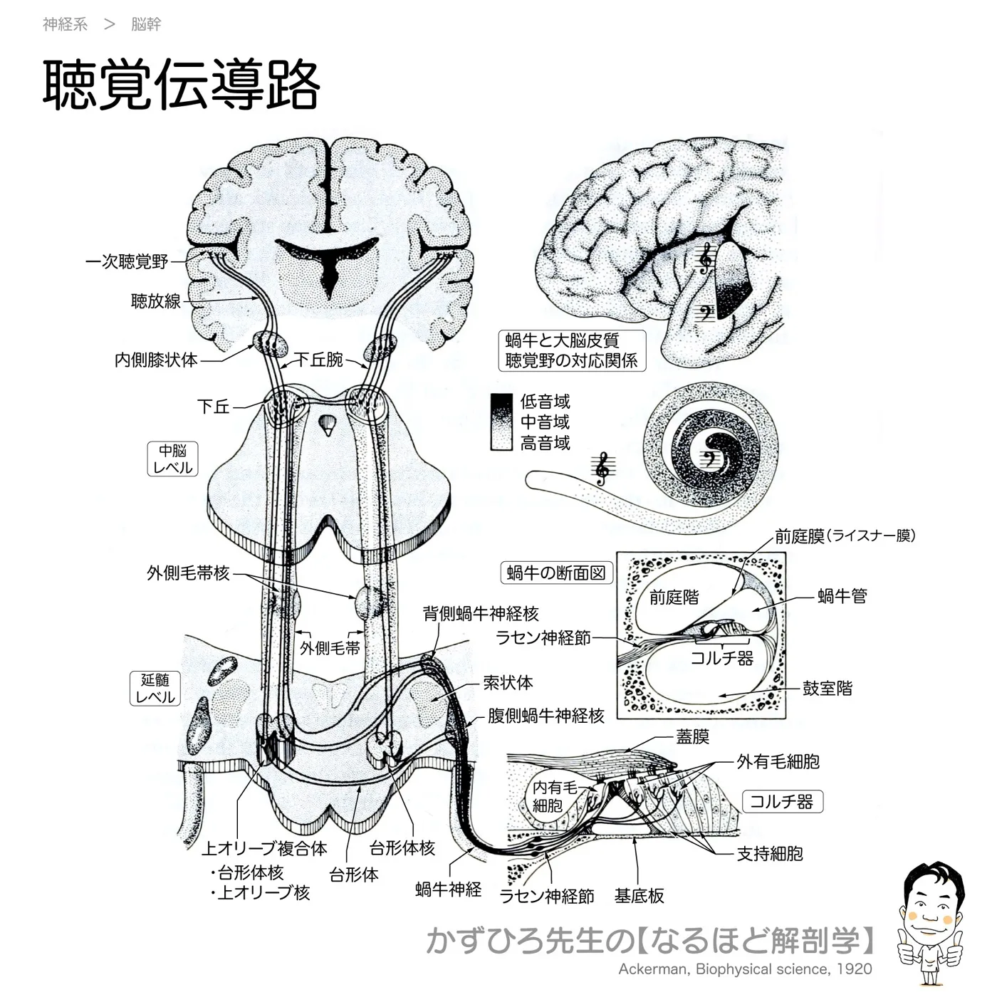 聴覚伝導路