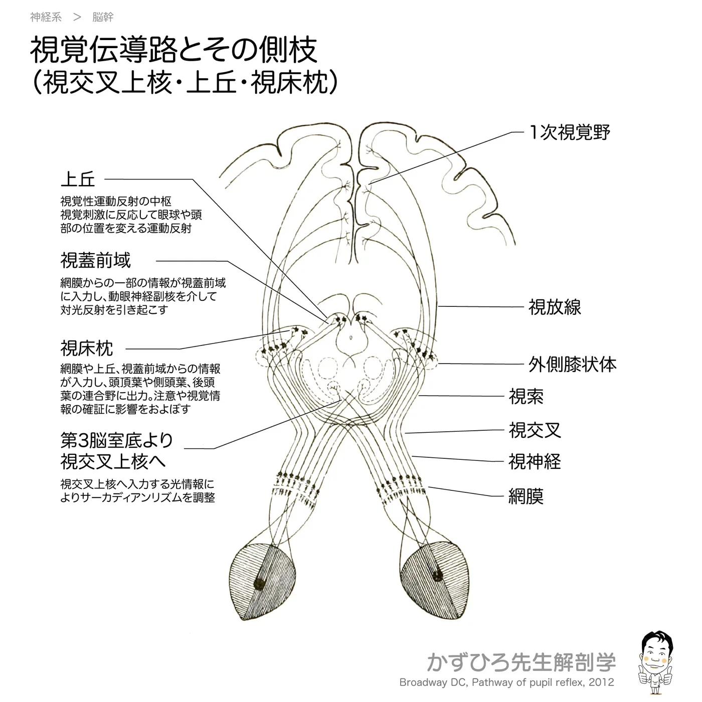 視覚伝導路とその側枝（視交叉上核・上丘・視床枕）