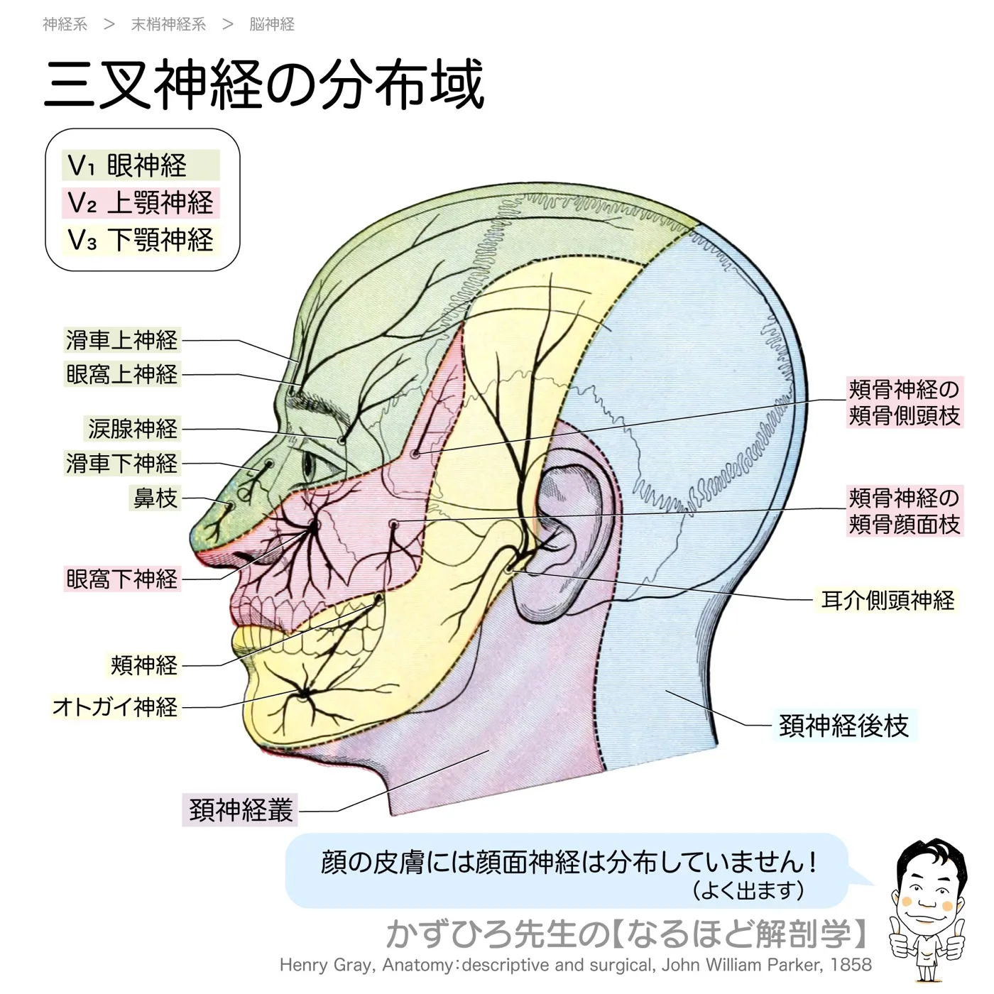 三叉神経の分布域