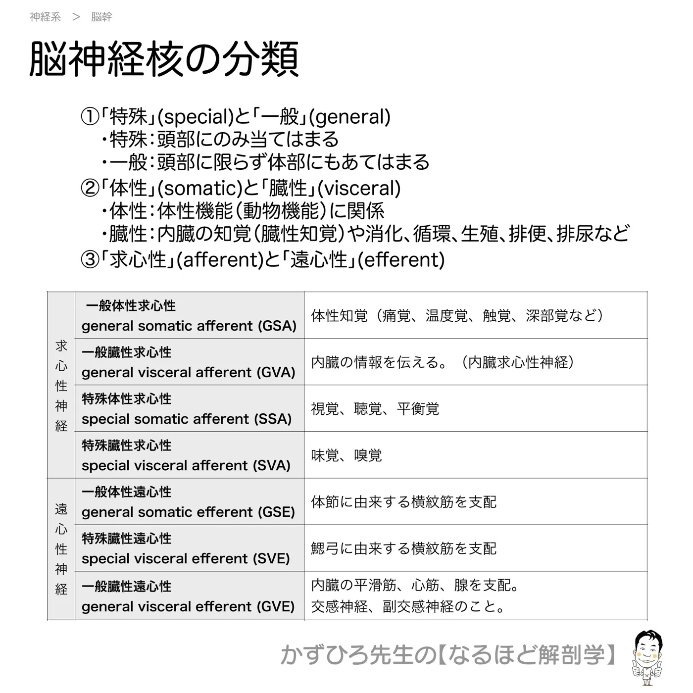 神経系-脳神経核の分類