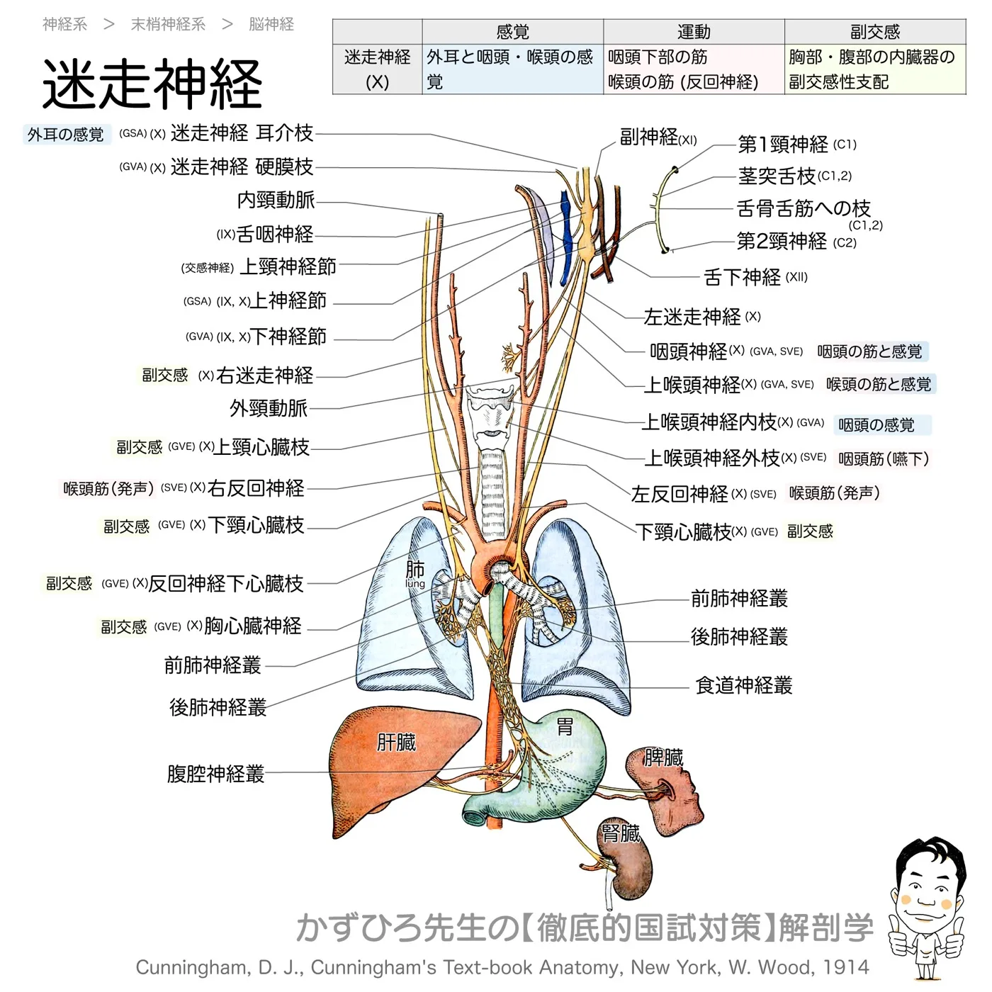 神経系-迷走神経