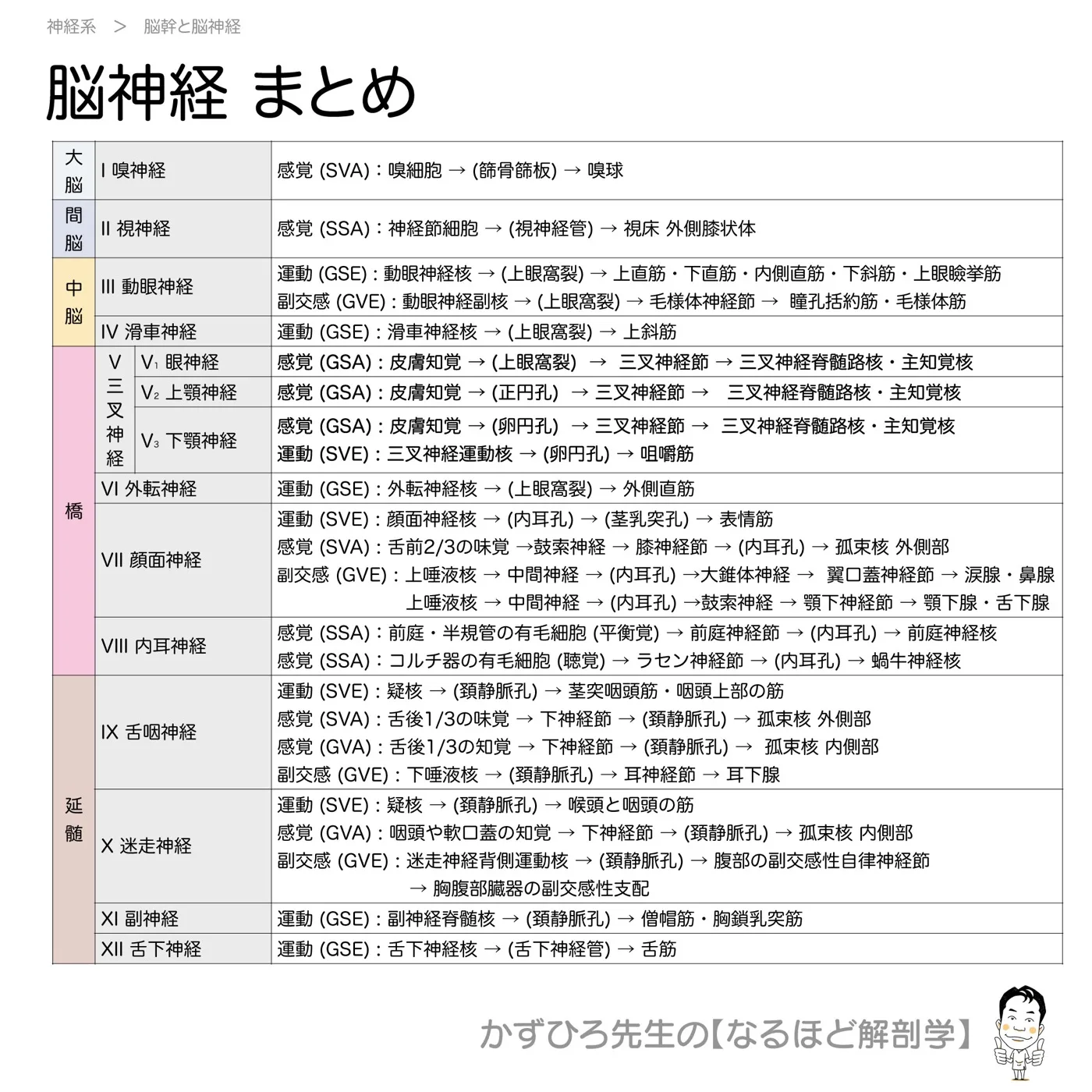 脳神経-まとめ
