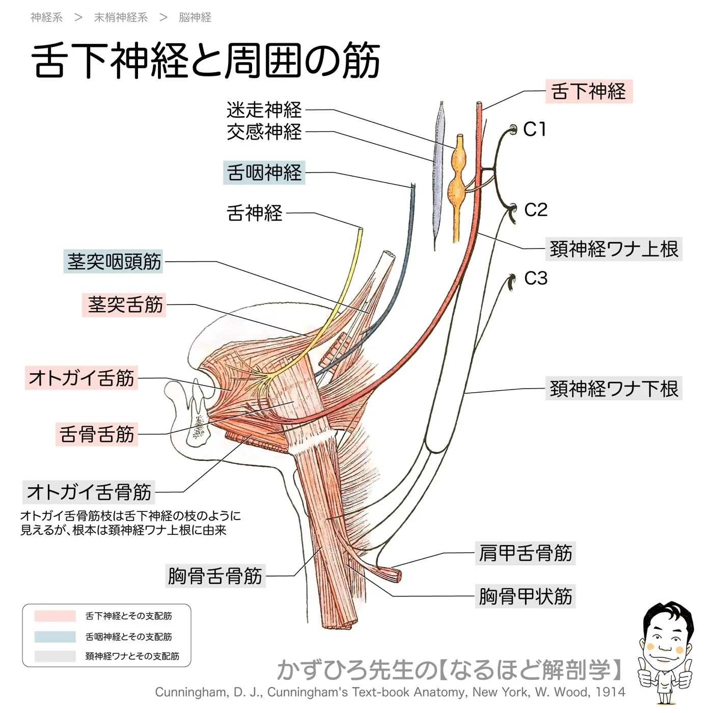 舌下神経の分布