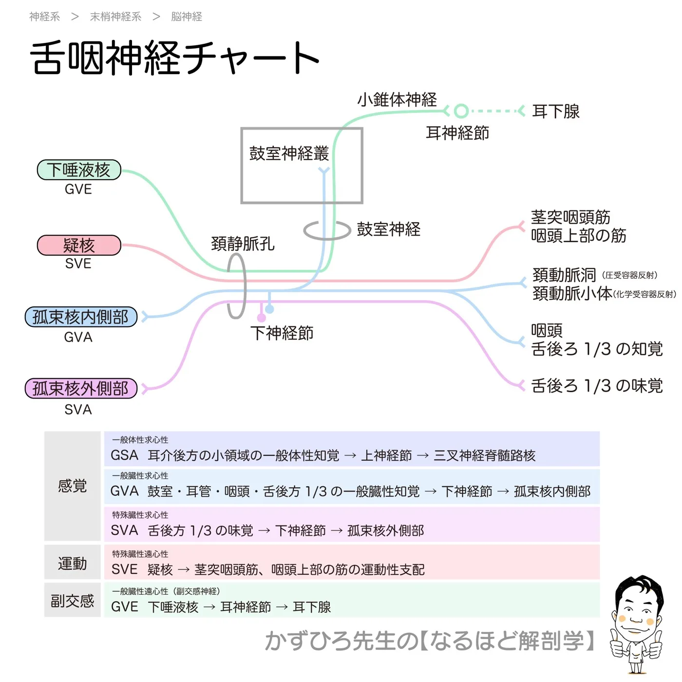 舌咽神経チャート
