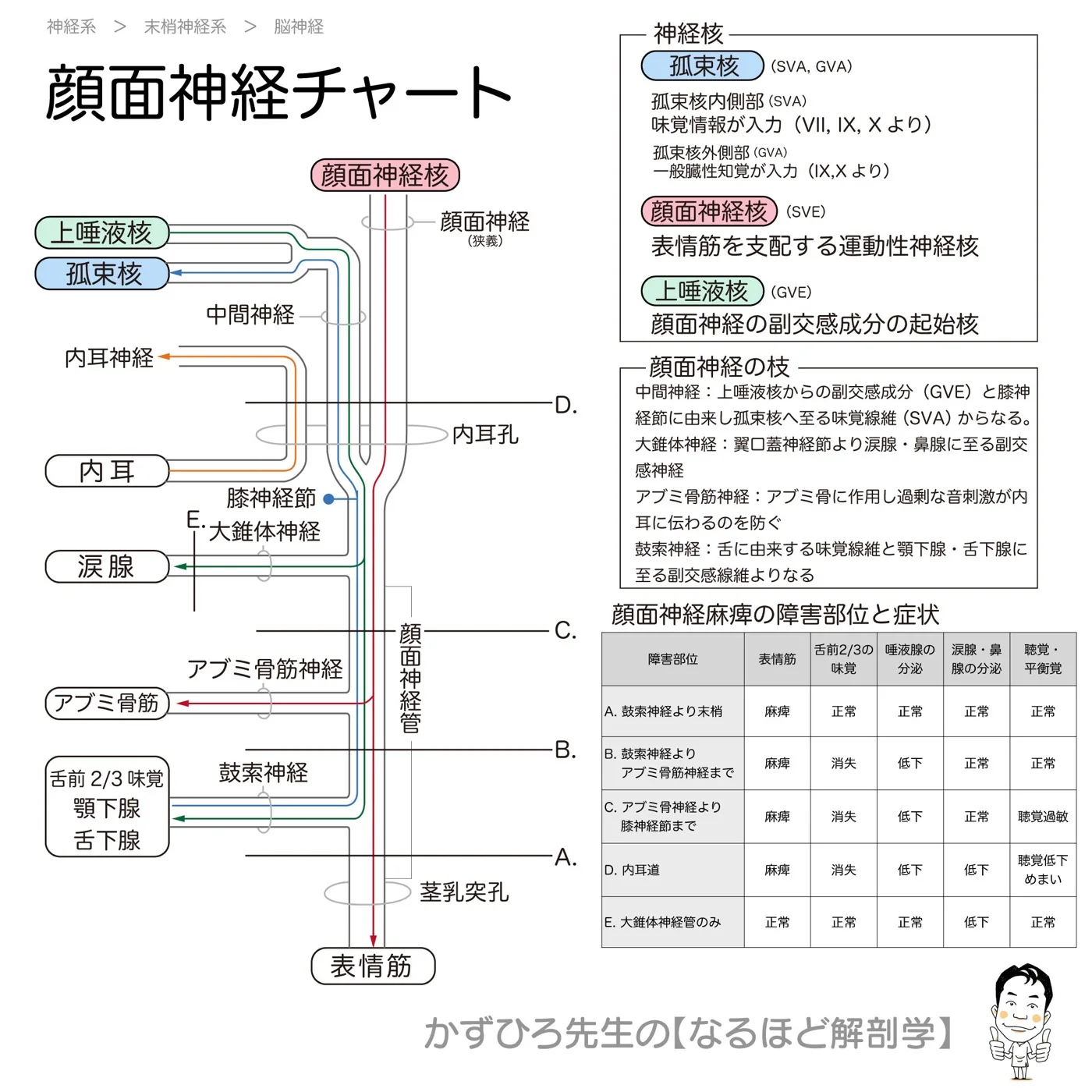 顔面神経チャート