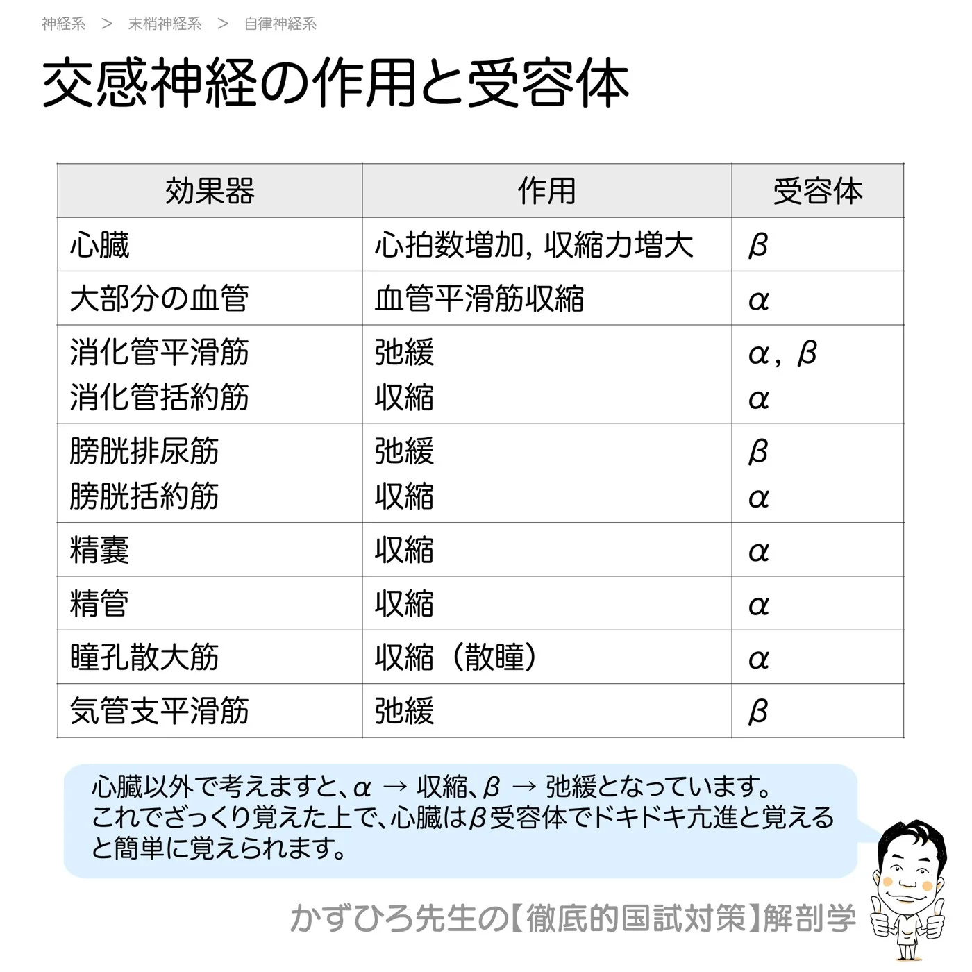 神経系-交感神経の作用と受容体