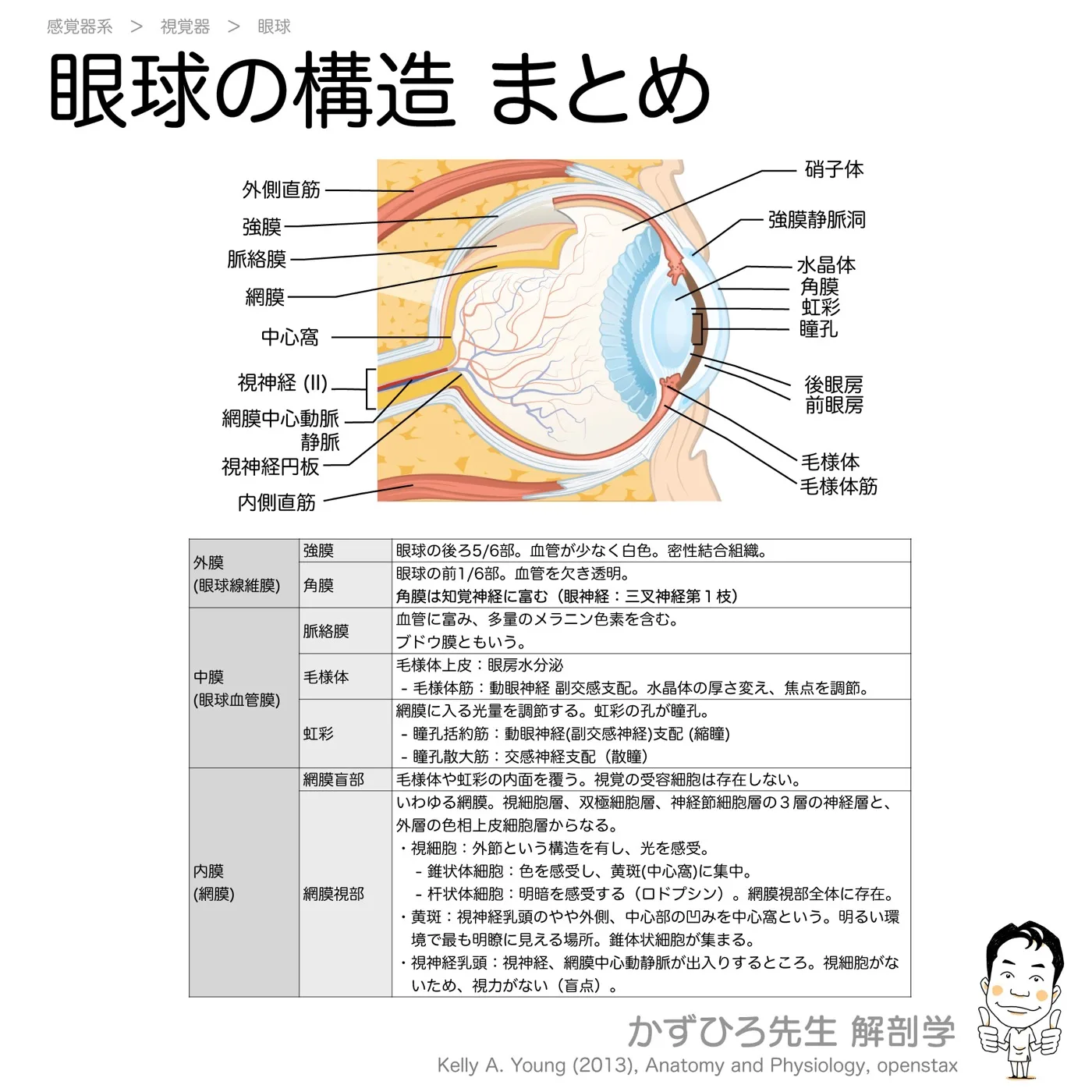 眼球壁の構造