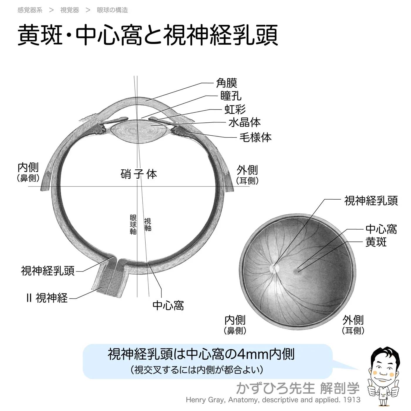 黄斑と中心窩
