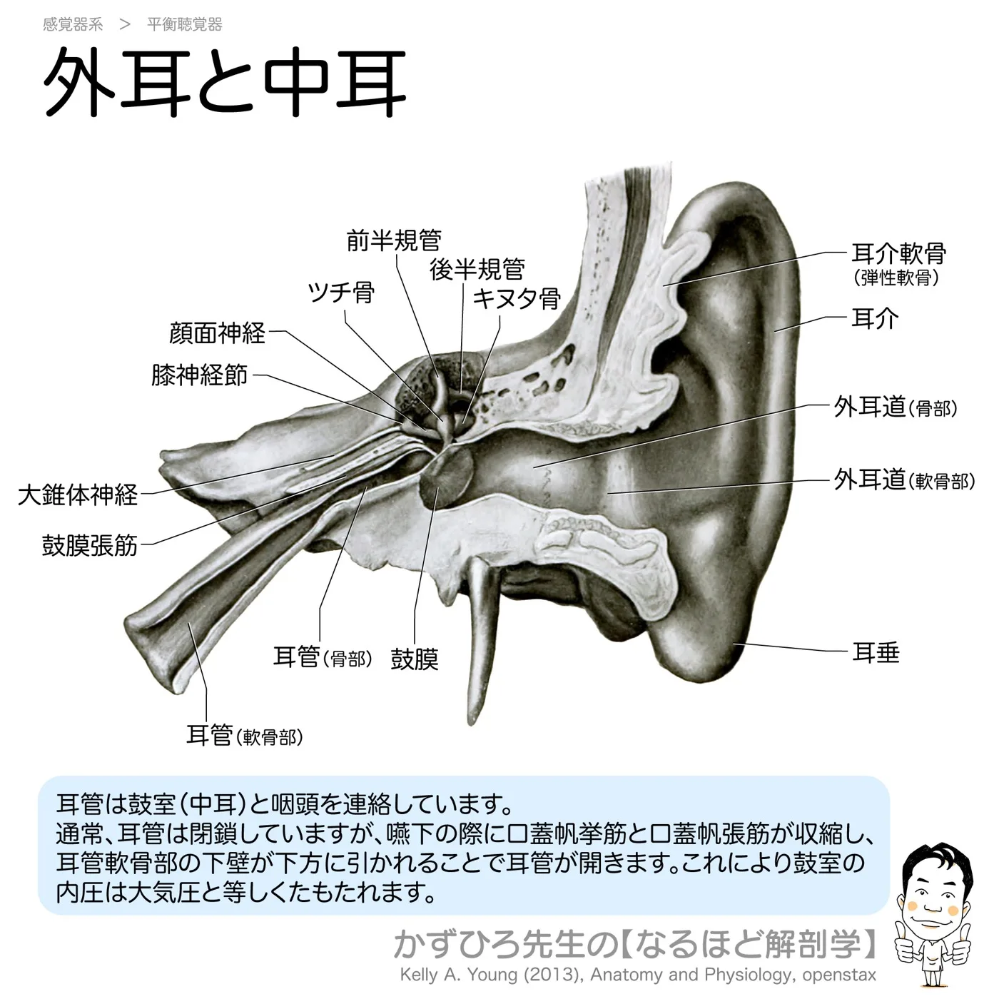 外耳と中耳