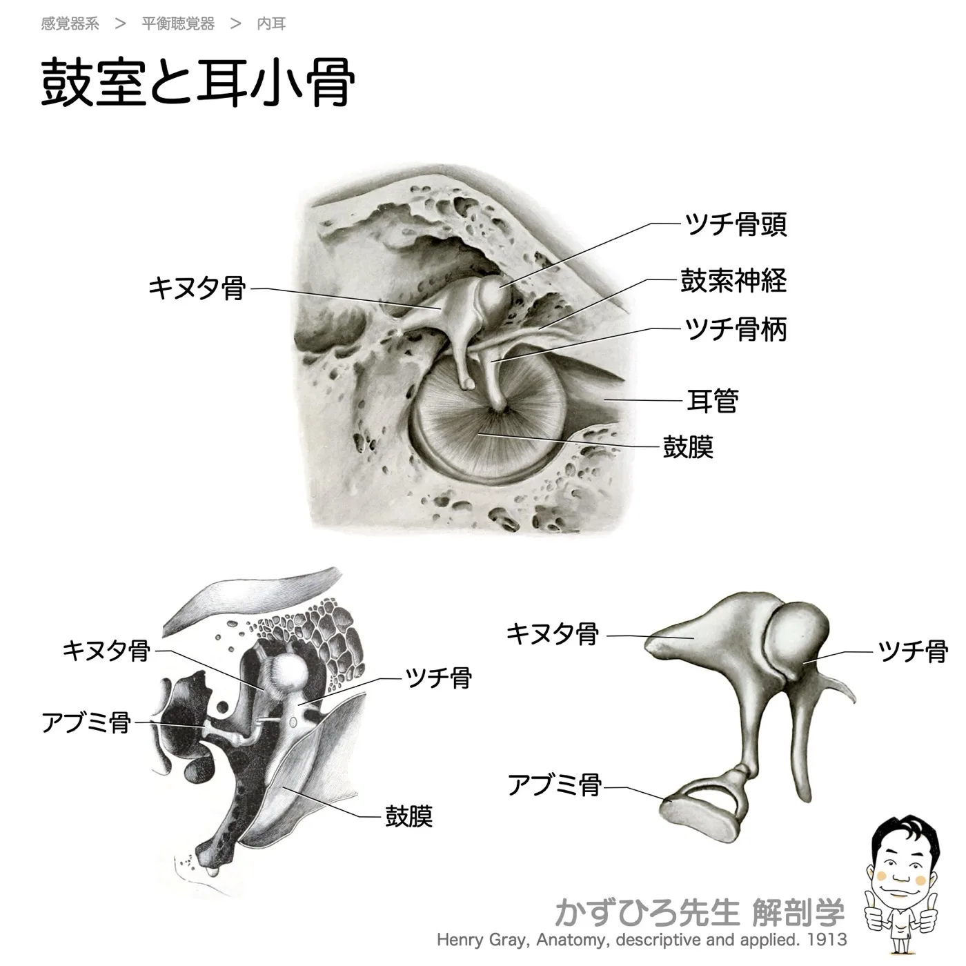 鼓室と耳小骨